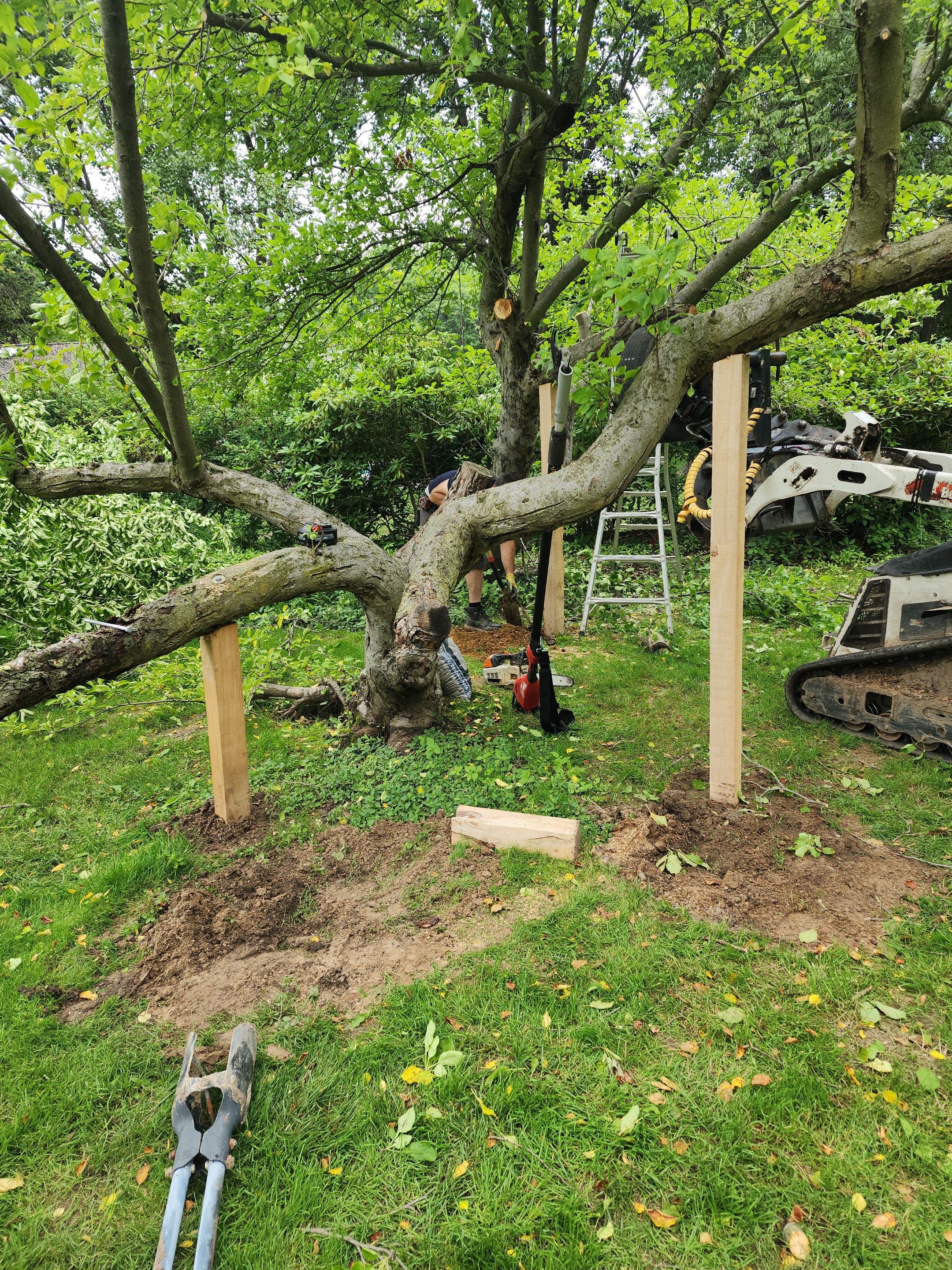 Tree Preservation by Treeman Tom LLC