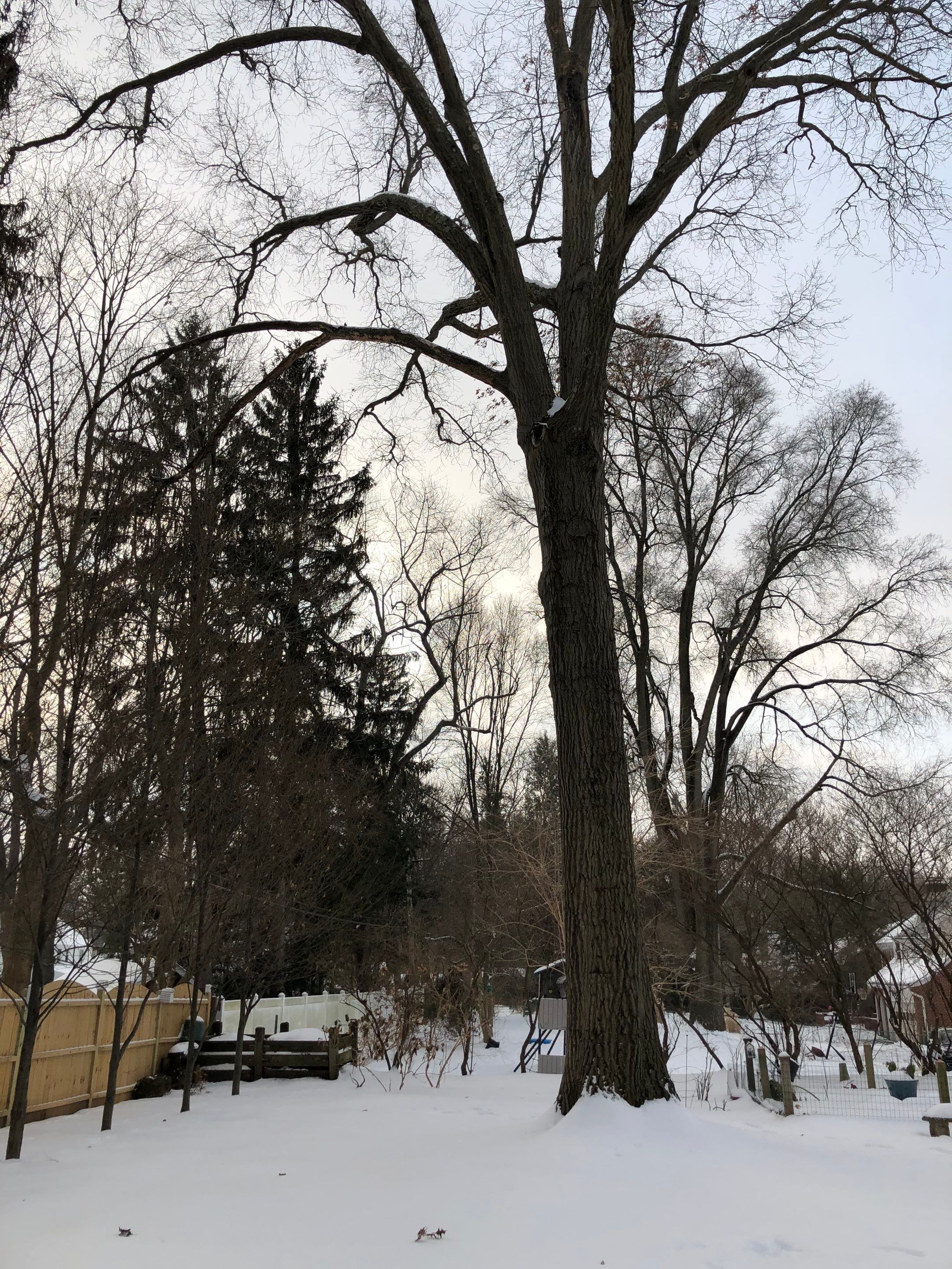 Firewood Delivery  using Seasoned Firewood by Mike Jones & Sons Tree Service LLC 