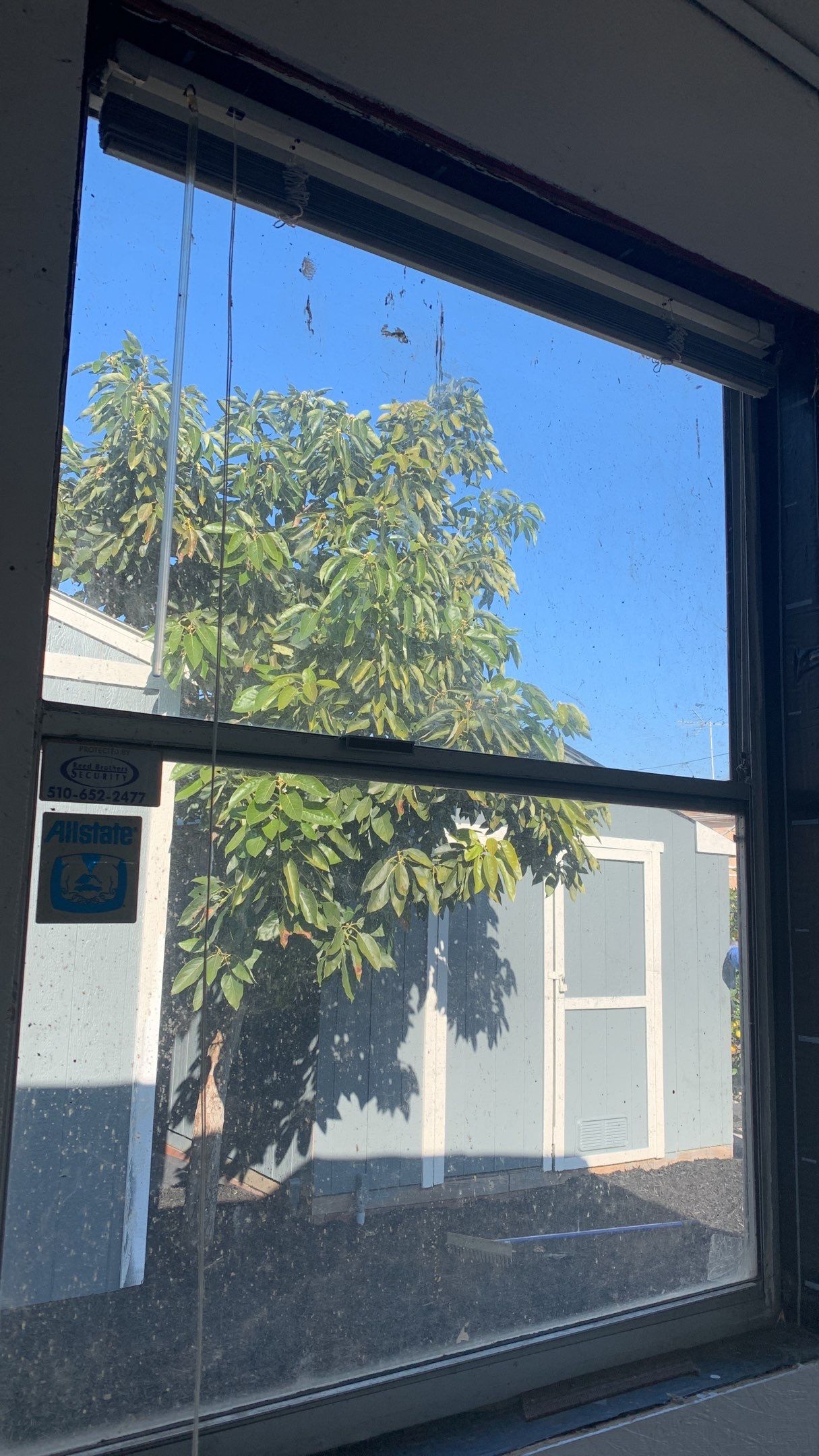 Bloom Team Listing 1539 Oriole by SpotFree Window Cleaning