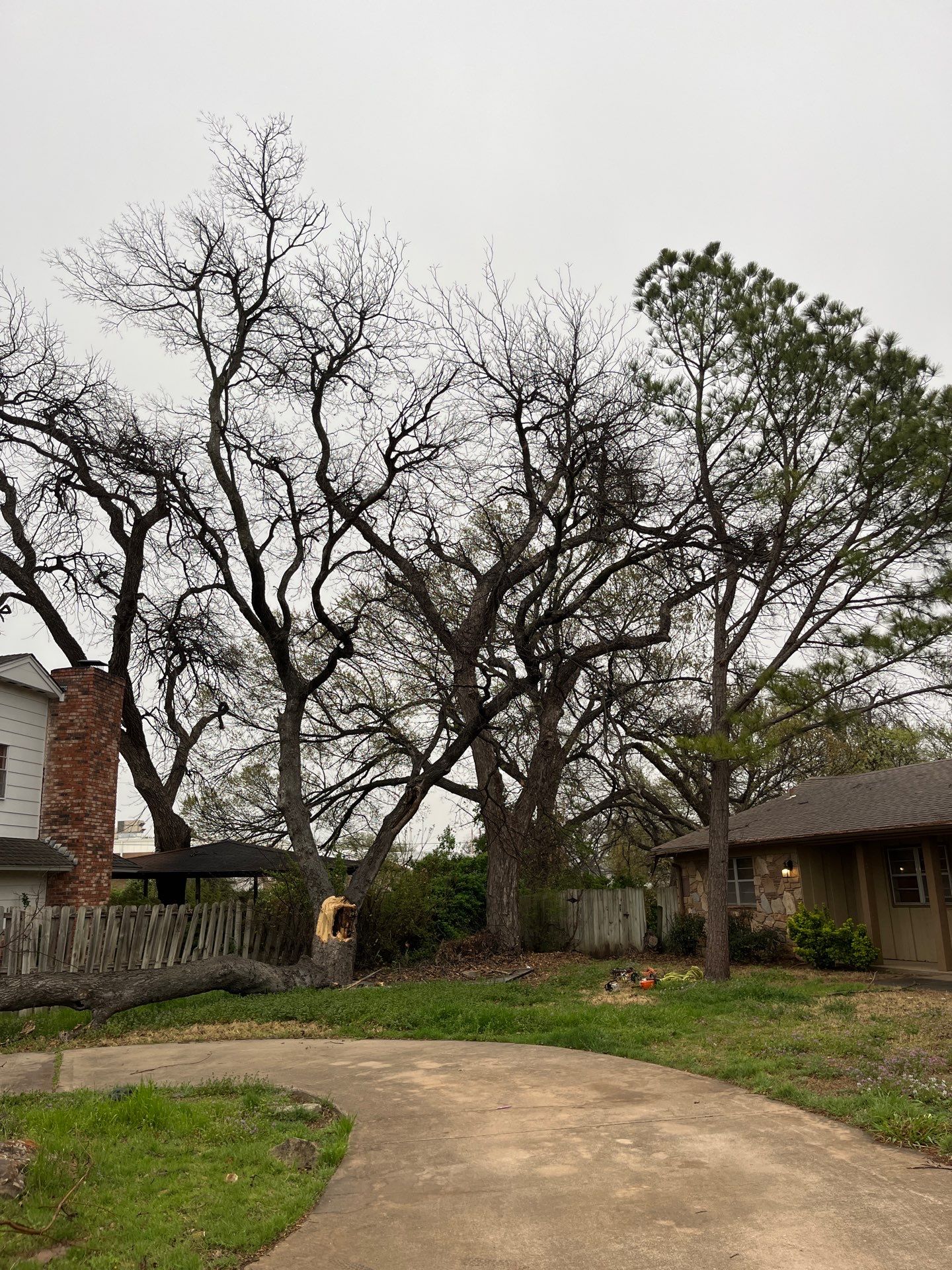 Tree Removal by Clays Services Inc