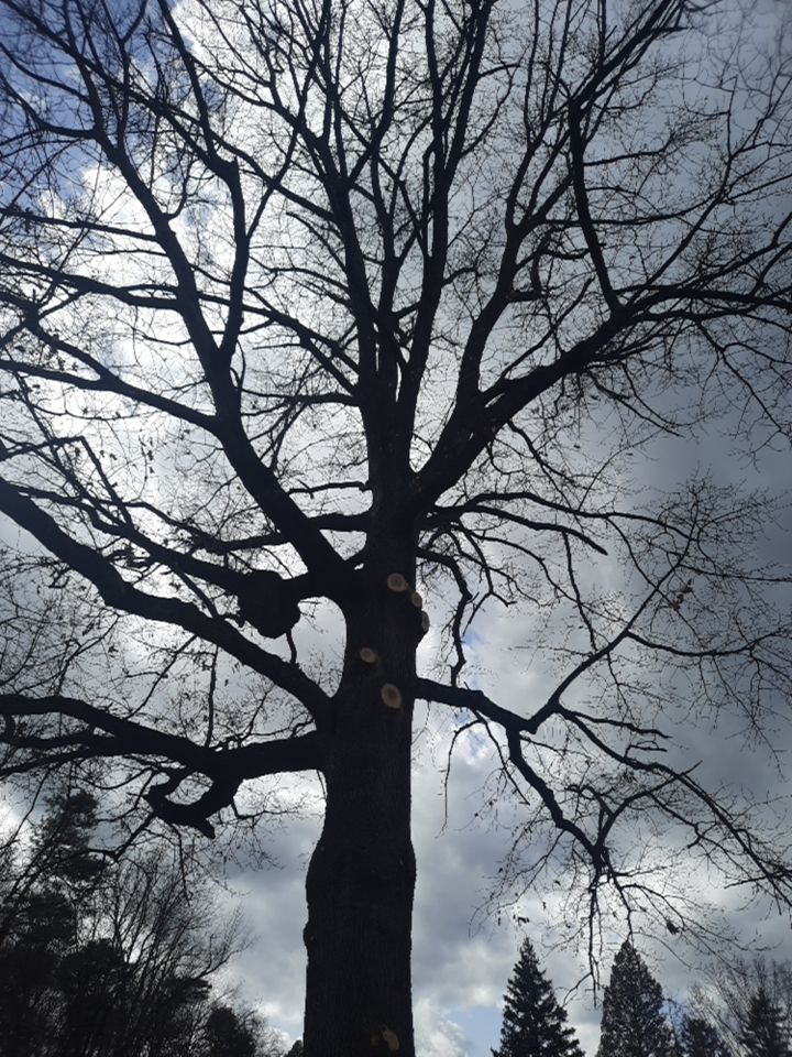 Tree Trimming using Tree Pruing by Mike Jones & Sons Tree Service LLC 