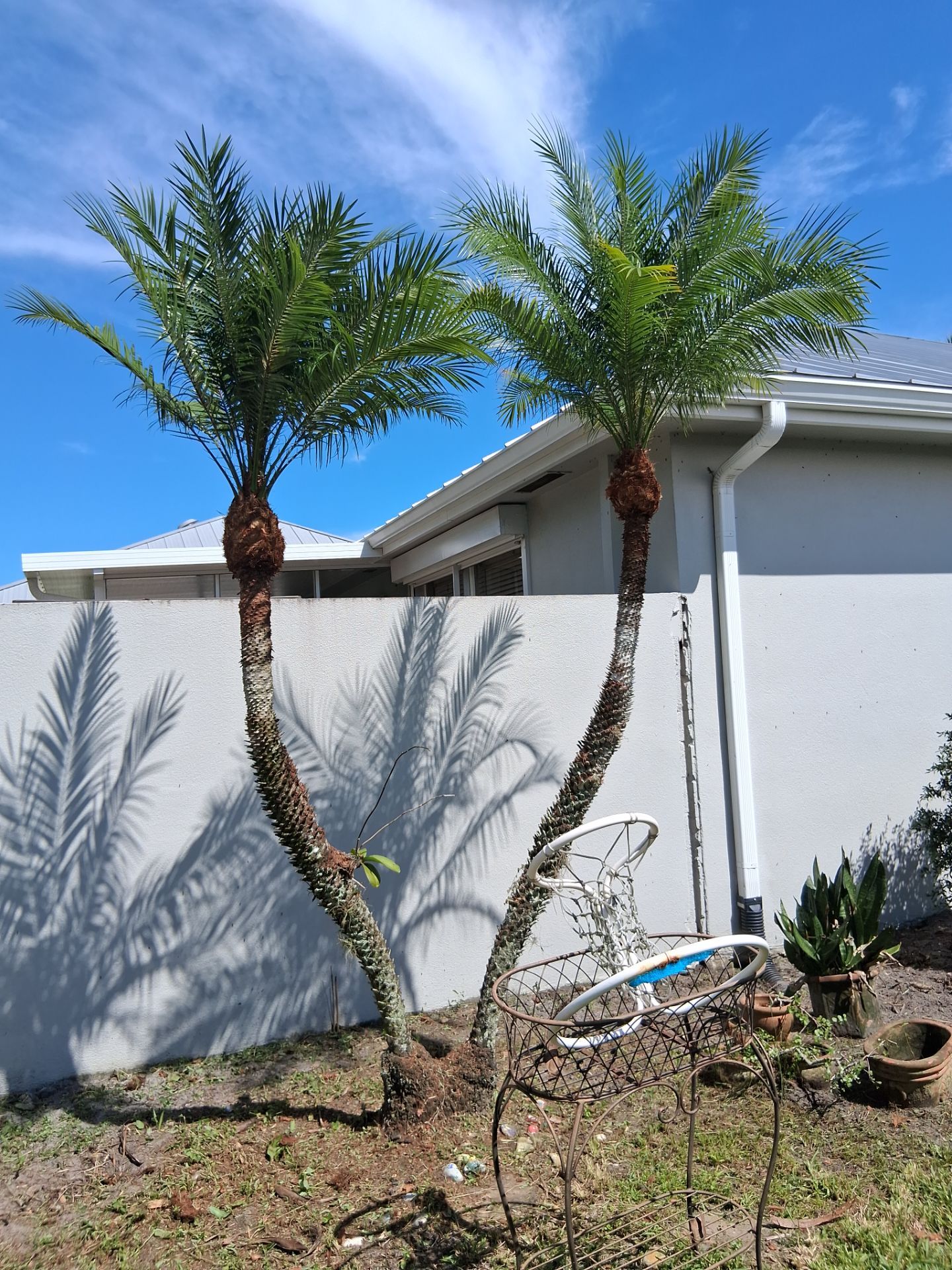 🌱 Evergreen Residential Cleanup — Palm City by Alpha Zeta Enterprises Inc