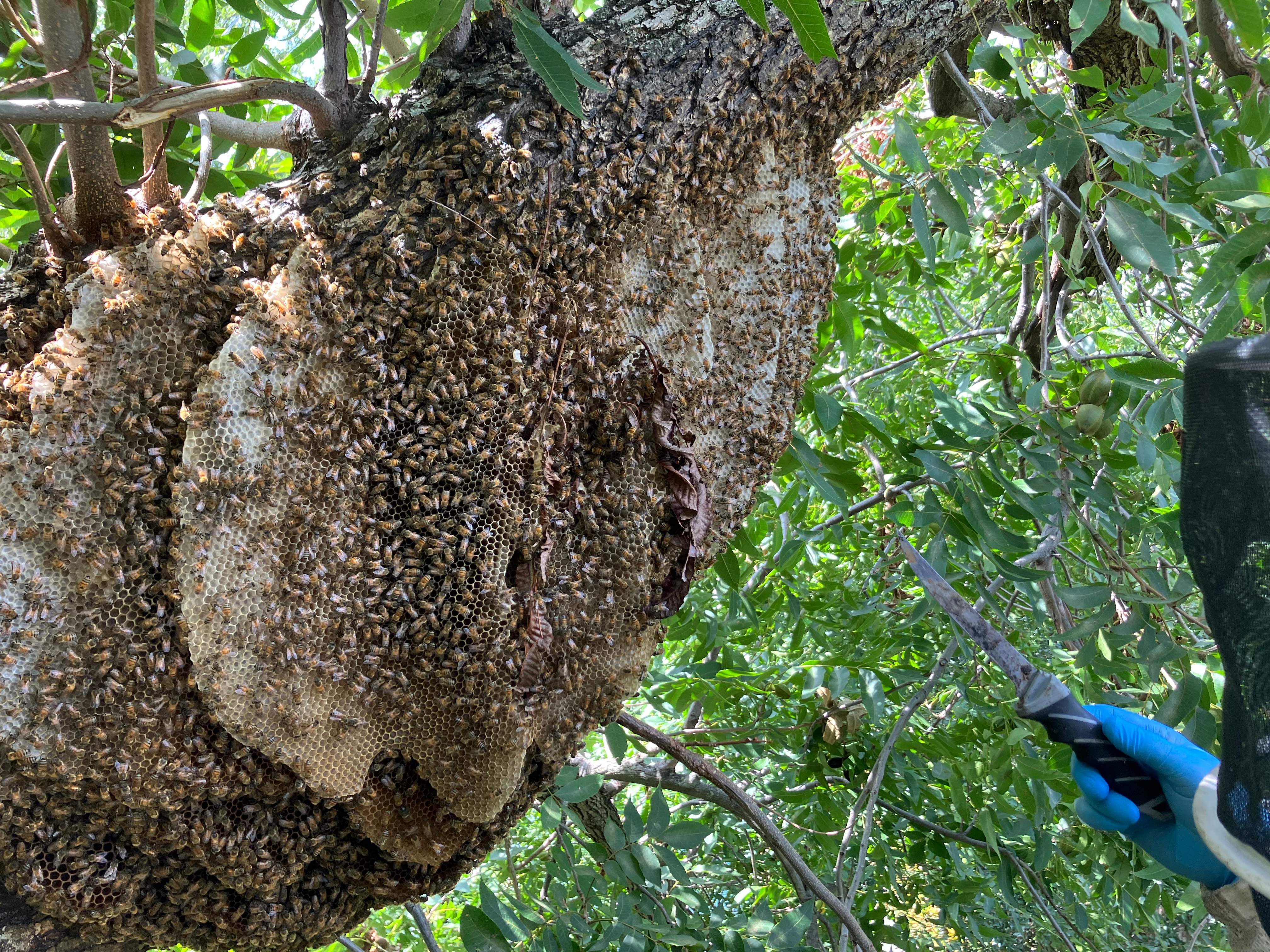 Open-Air Massive Colony by Rockwall Honey Bee Company