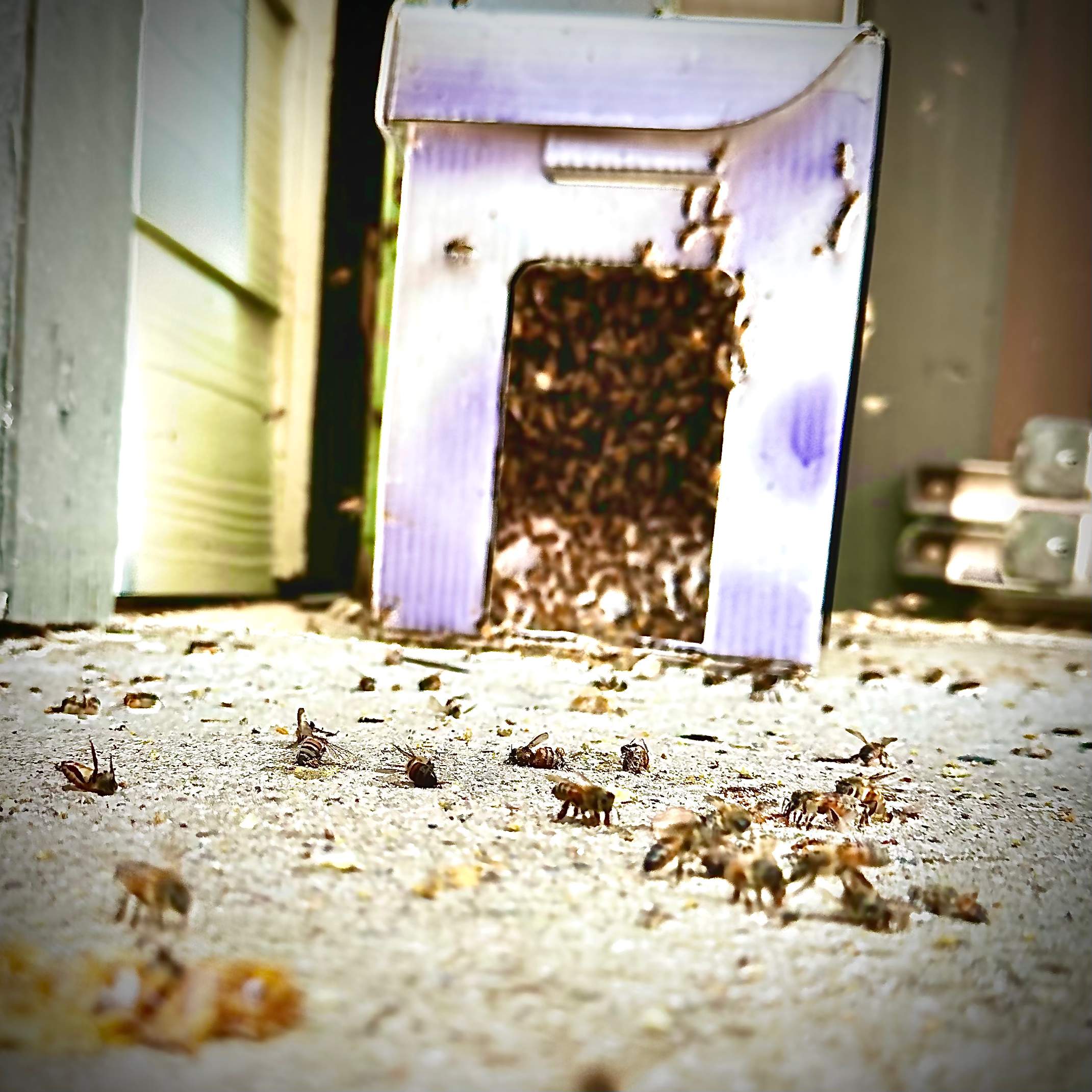 Final Beauty of 2024 by Rockwall Honey Bee Company