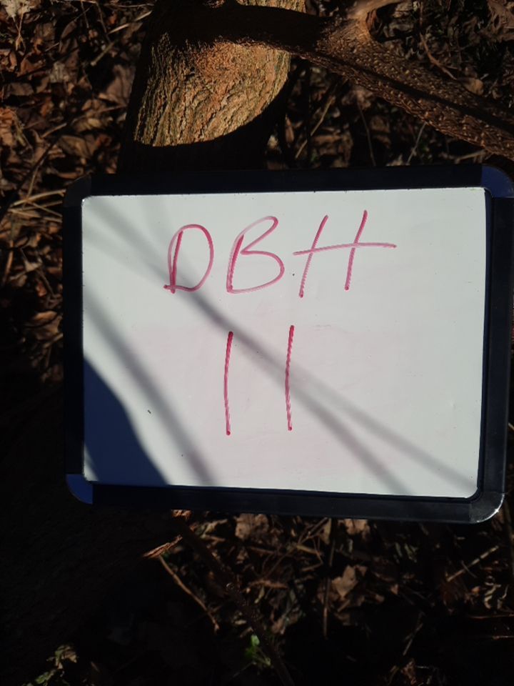 Storm Damaged Tree Removal  using Tree Removal by Mike Jones & Sons Tree Service LLC 