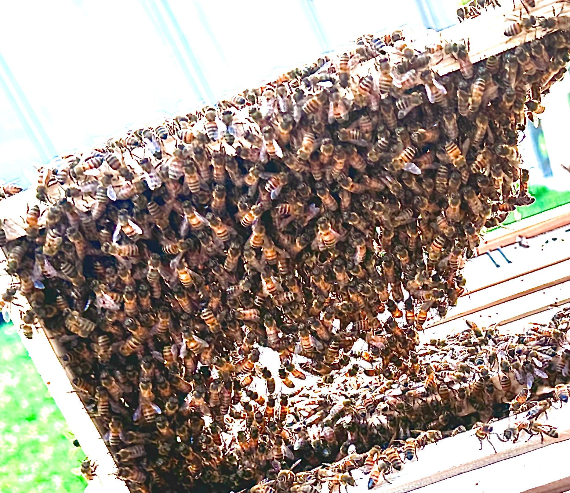 New Construction by Rockwall Honey Bee Company