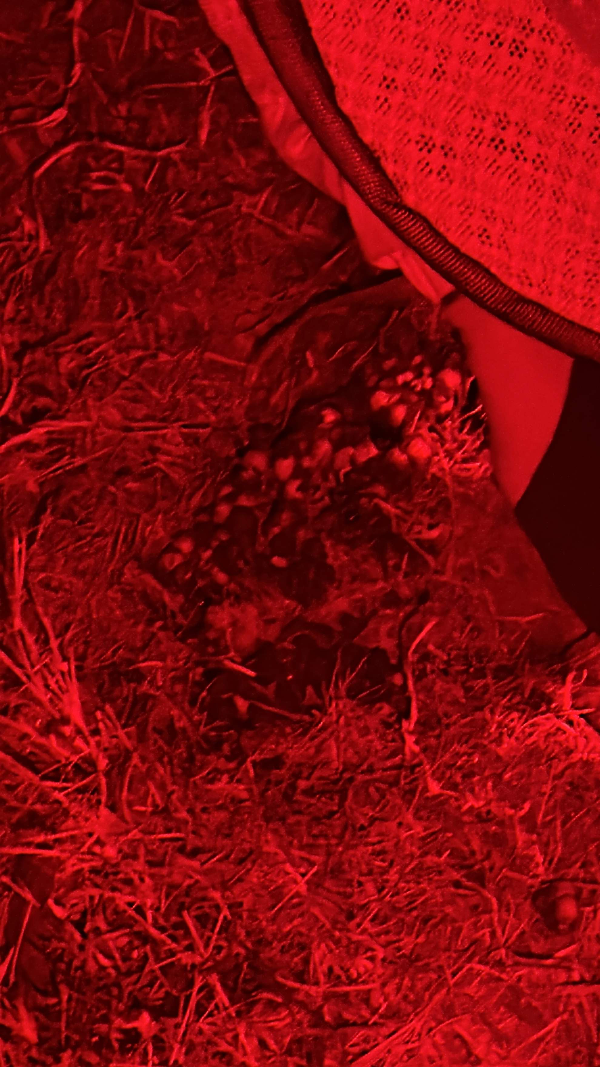 Bumblebees! by Rockwall Honey Bee Company