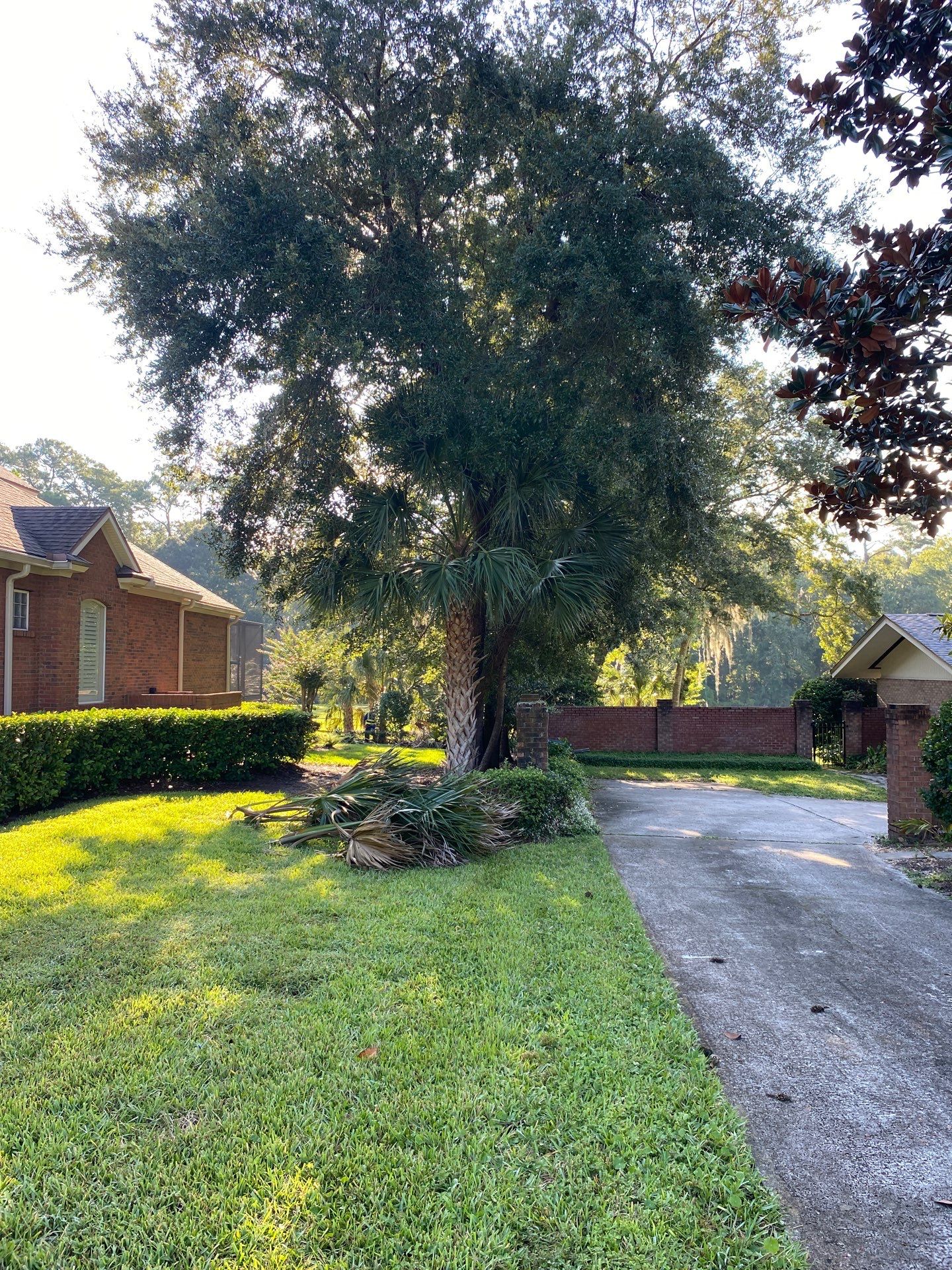 Deerwood Residence | Palm Tree Trimming by ProGreen Services