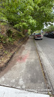 ✅ Seattle Tree Clearance & Invasive Species Removal