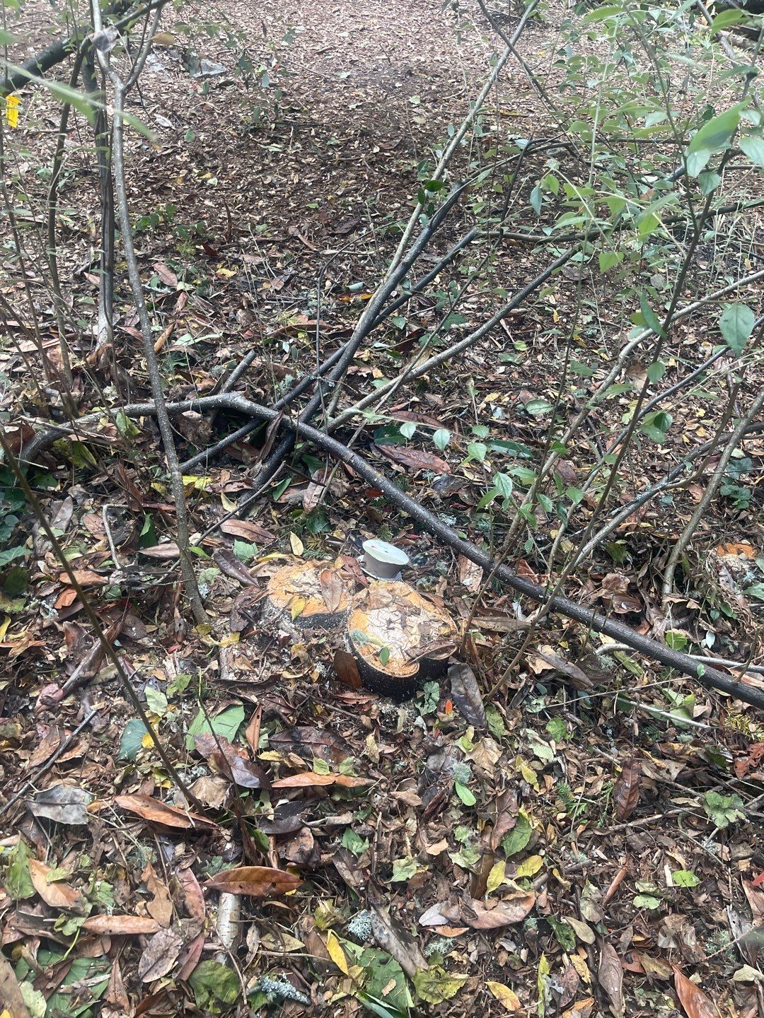 Tree Removal using Tree Removal by Mike Jones & Sons Tree Service LLC 