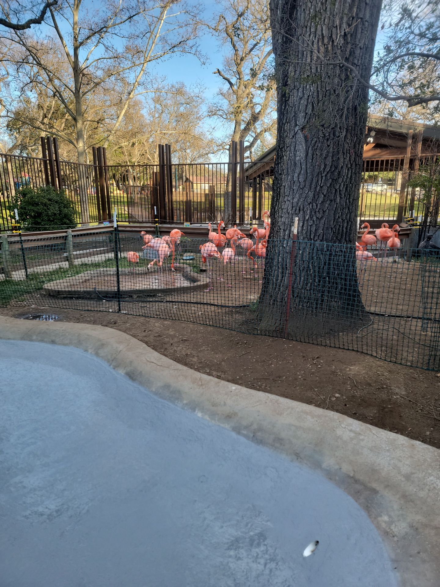 Charles Paddock Zoo Flamingo Pond by MGP Coatings