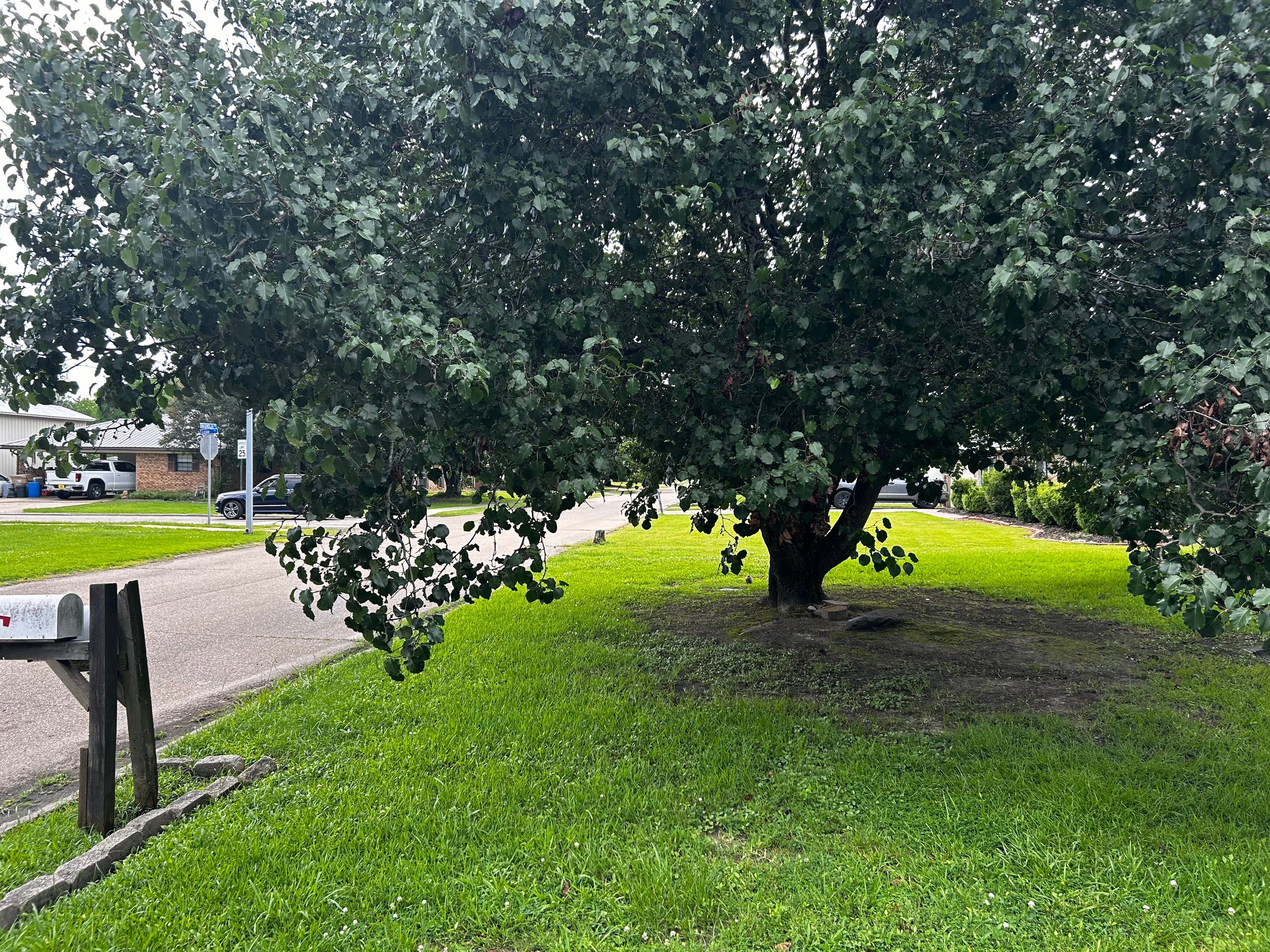 Tree And Hedge Trimming by College Bros Outdoor services