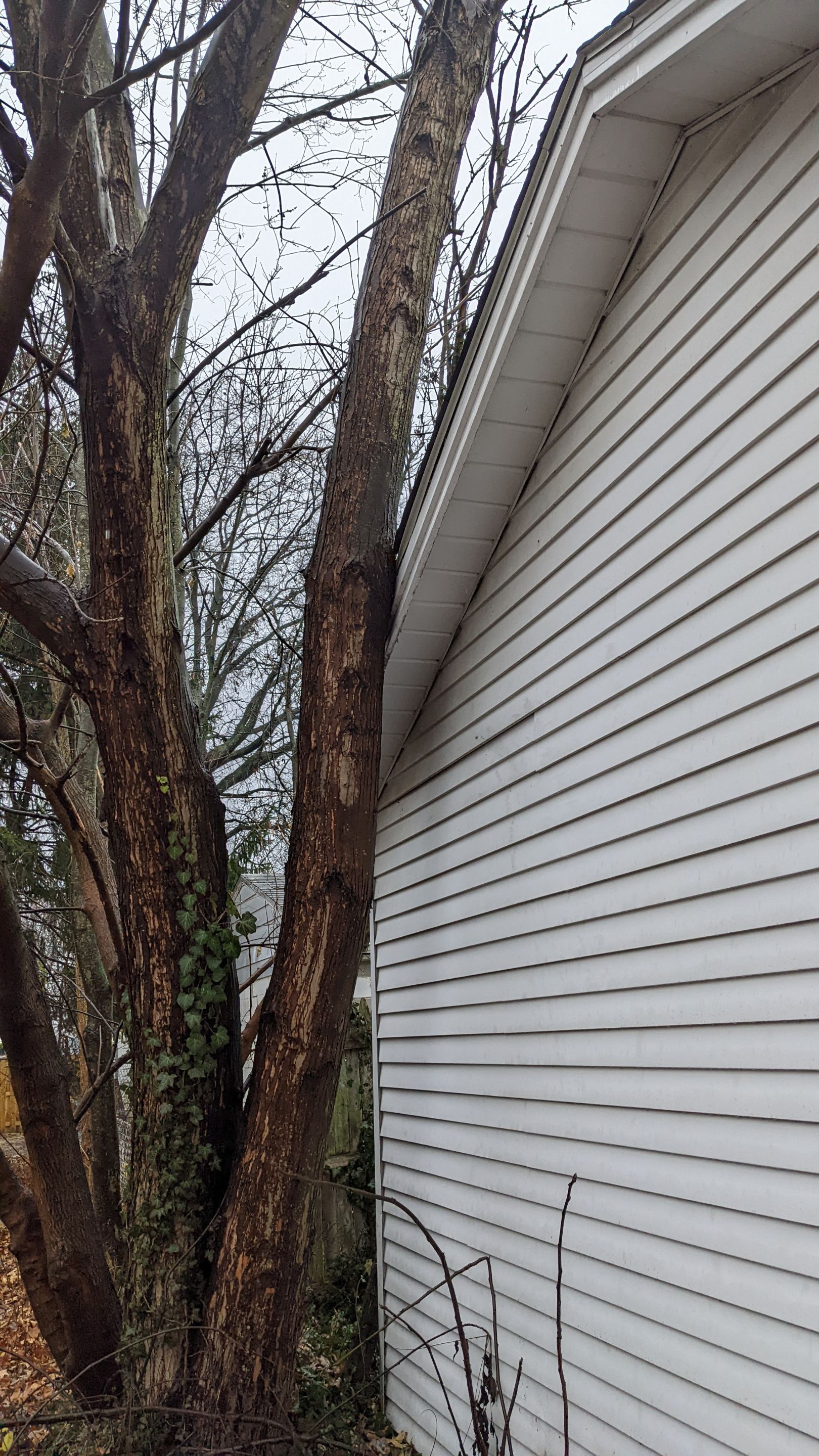 Tree Removal using Tree Removal by Mike Jones & Sons Tree Service LLC 