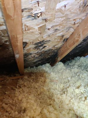 Mold Remediation Cleanup in Attic