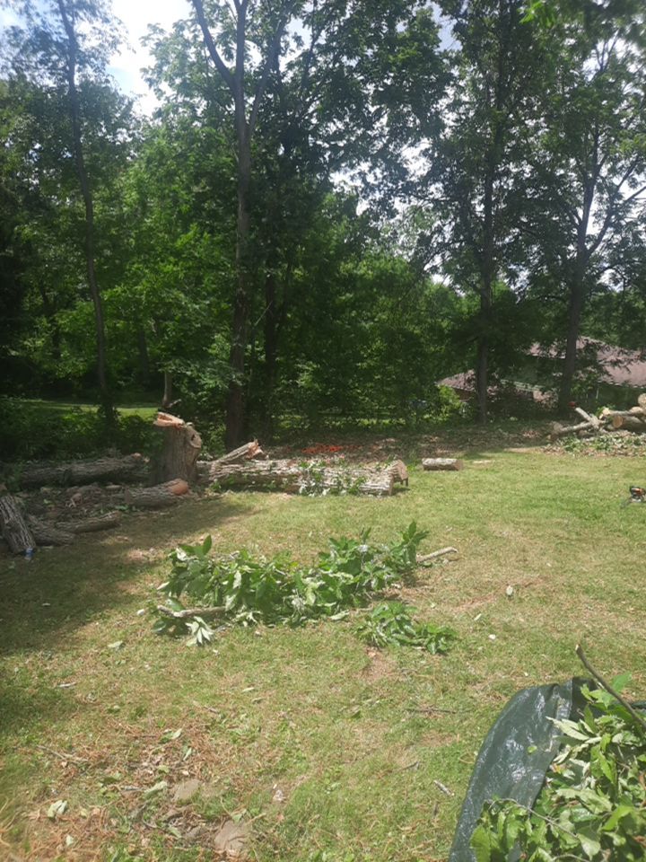 Tree Removal using Tree Removal by Mike Jones & Sons Tree Service LLC 