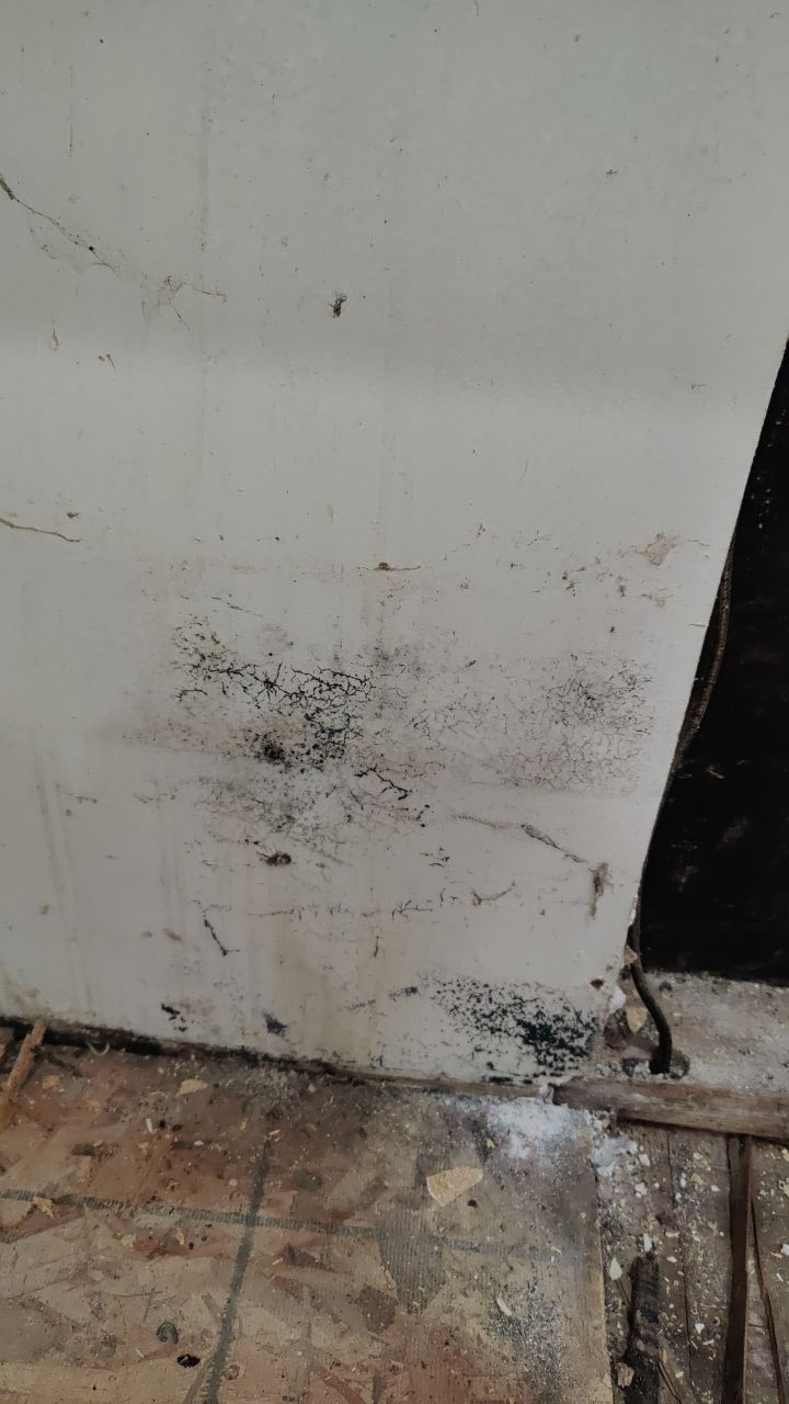 Mold Damage by Accountable Home Services