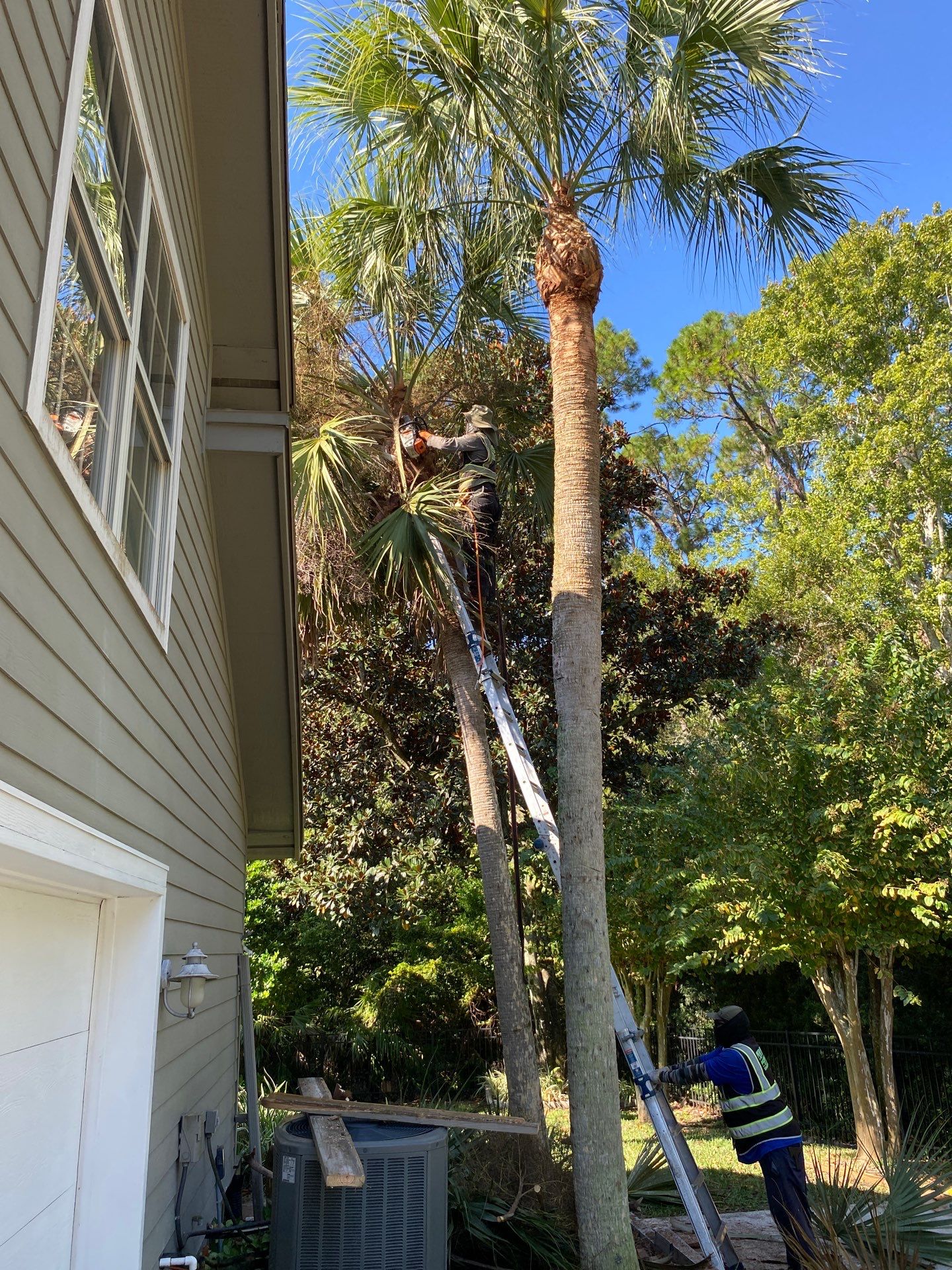 Deerwood Resident | Palm Tree Trimming by ProGreen Services