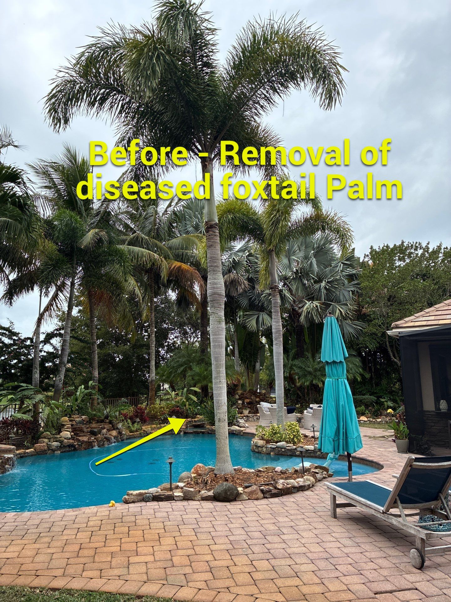 Palm Perfection & Poolside Restoration in Lighthouse Point by Alpha Zeta Enterprises Inc