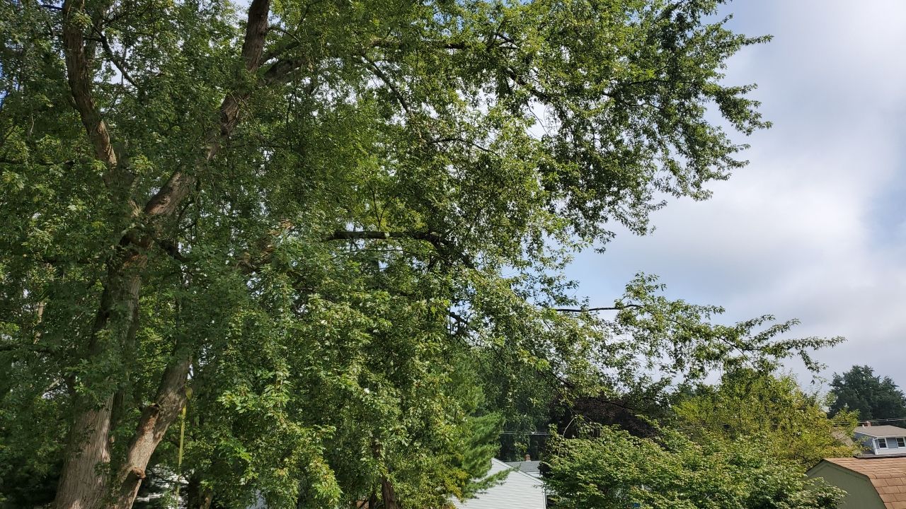 Tree Removal by Mike Jones & Sons Tree Service LLC 