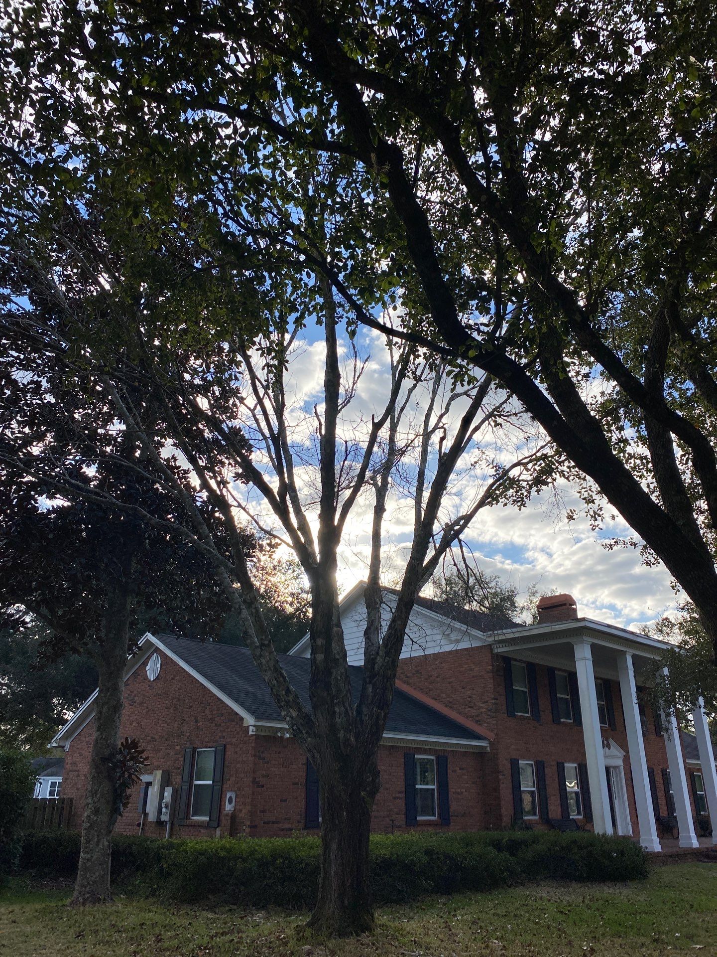 Deerwood Resident | Tree Removal & Install by ProGreen Services