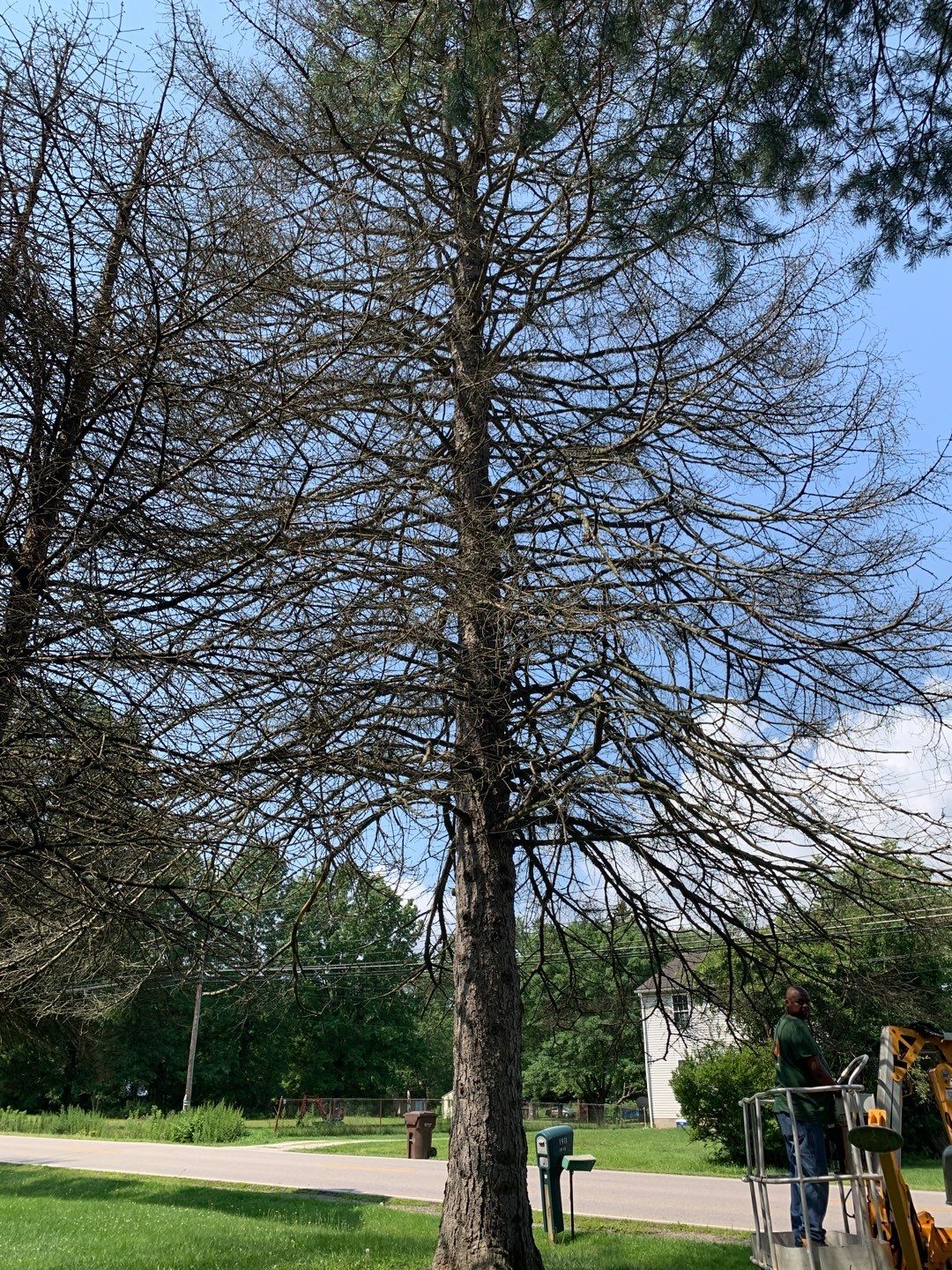 Tree Trimming by Mike Jones & Sons Tree Service LLC 