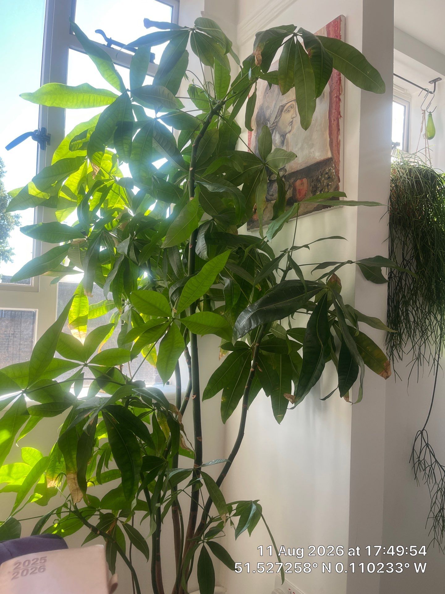 Indoor Plant Installation and Interior Decor Enhancement in London by CompanyCam Sales Demo