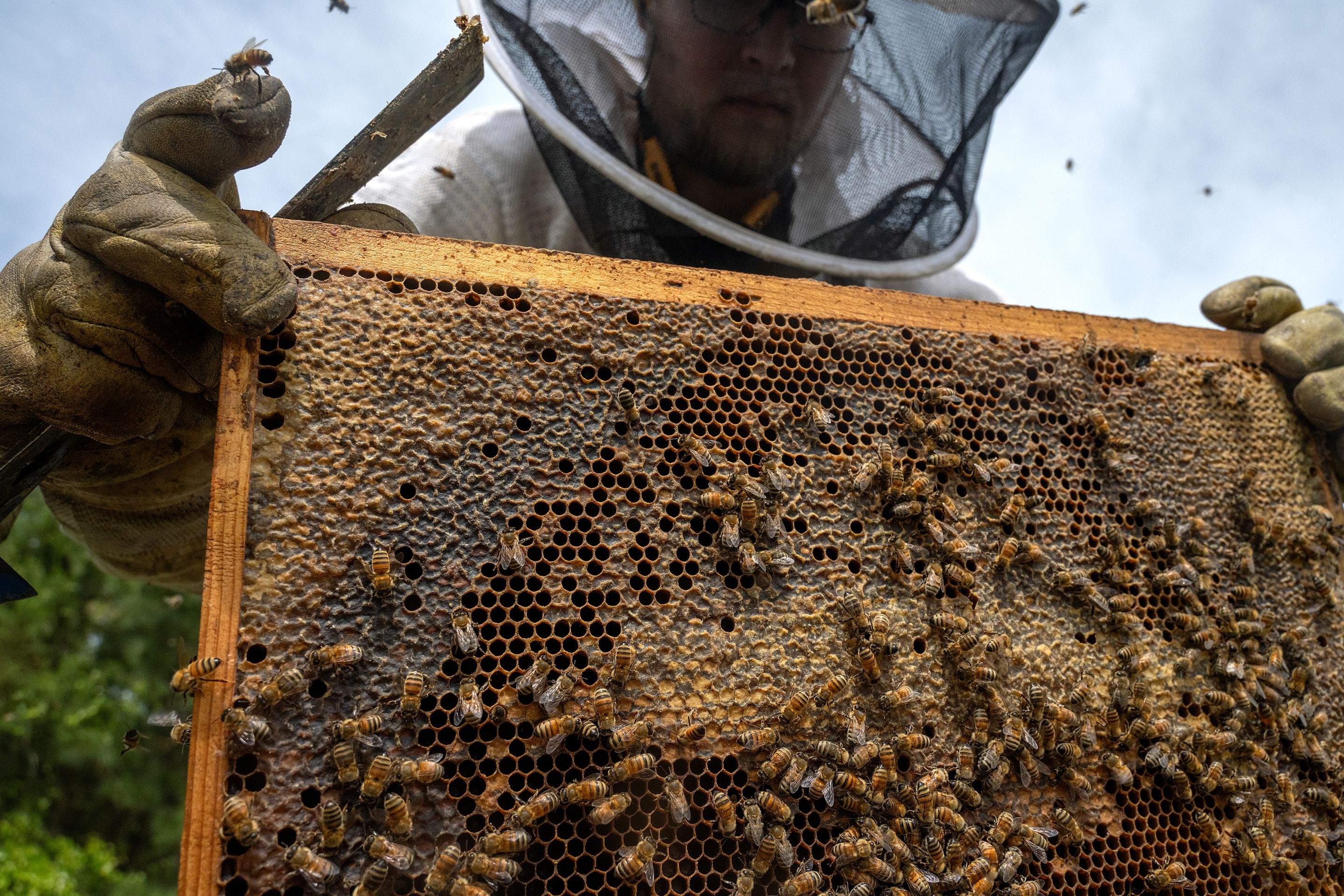 Splits in East Texas by Rockwall Honey Bee Company