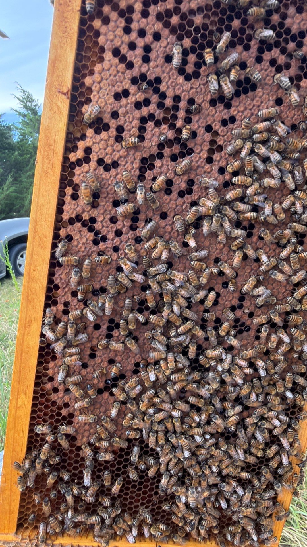Bees for Ag. Exemption in Heath by Rockwall Honey Bee Company