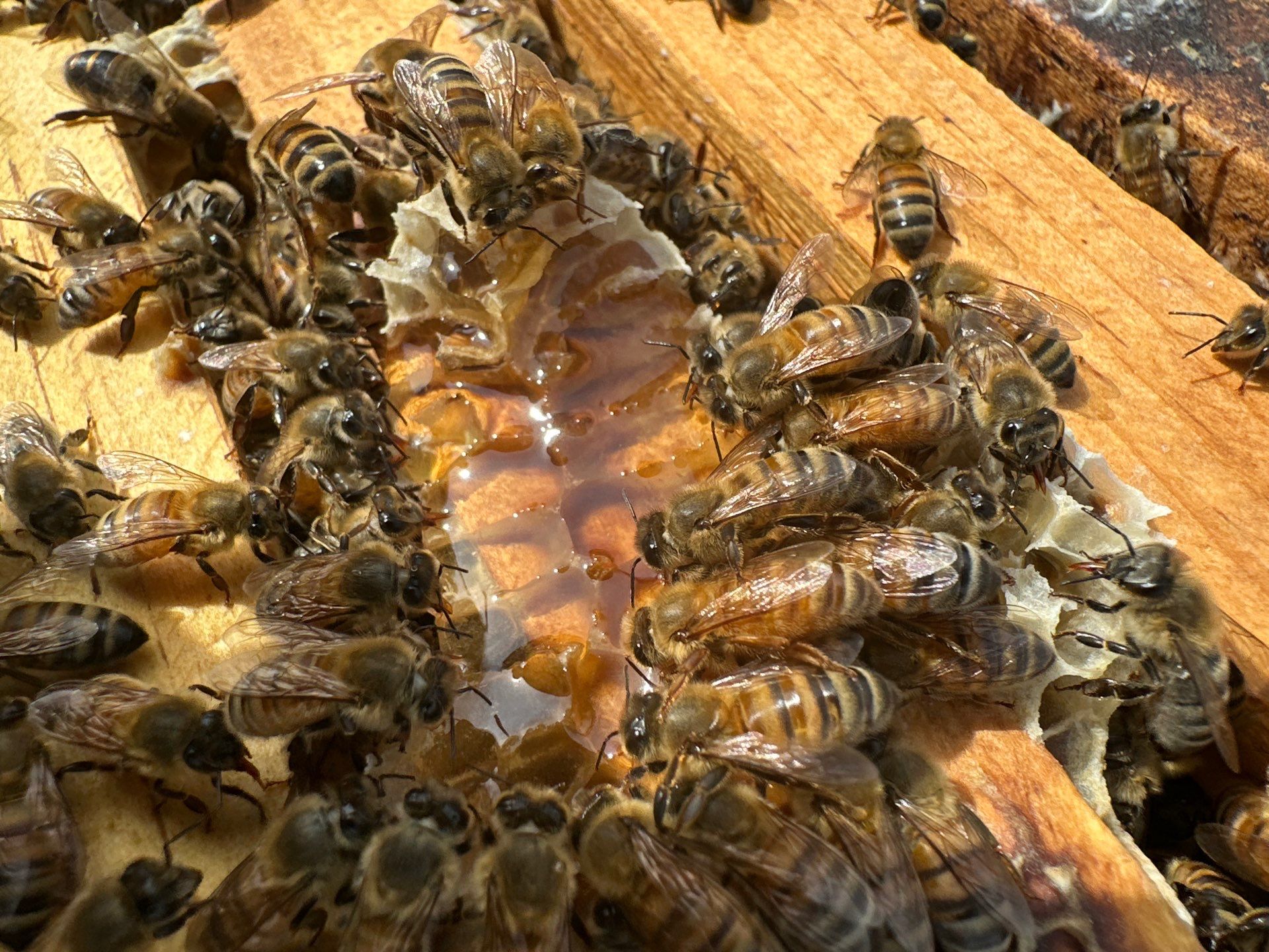 Corporate HQ by Rockwall Honey Bee Company