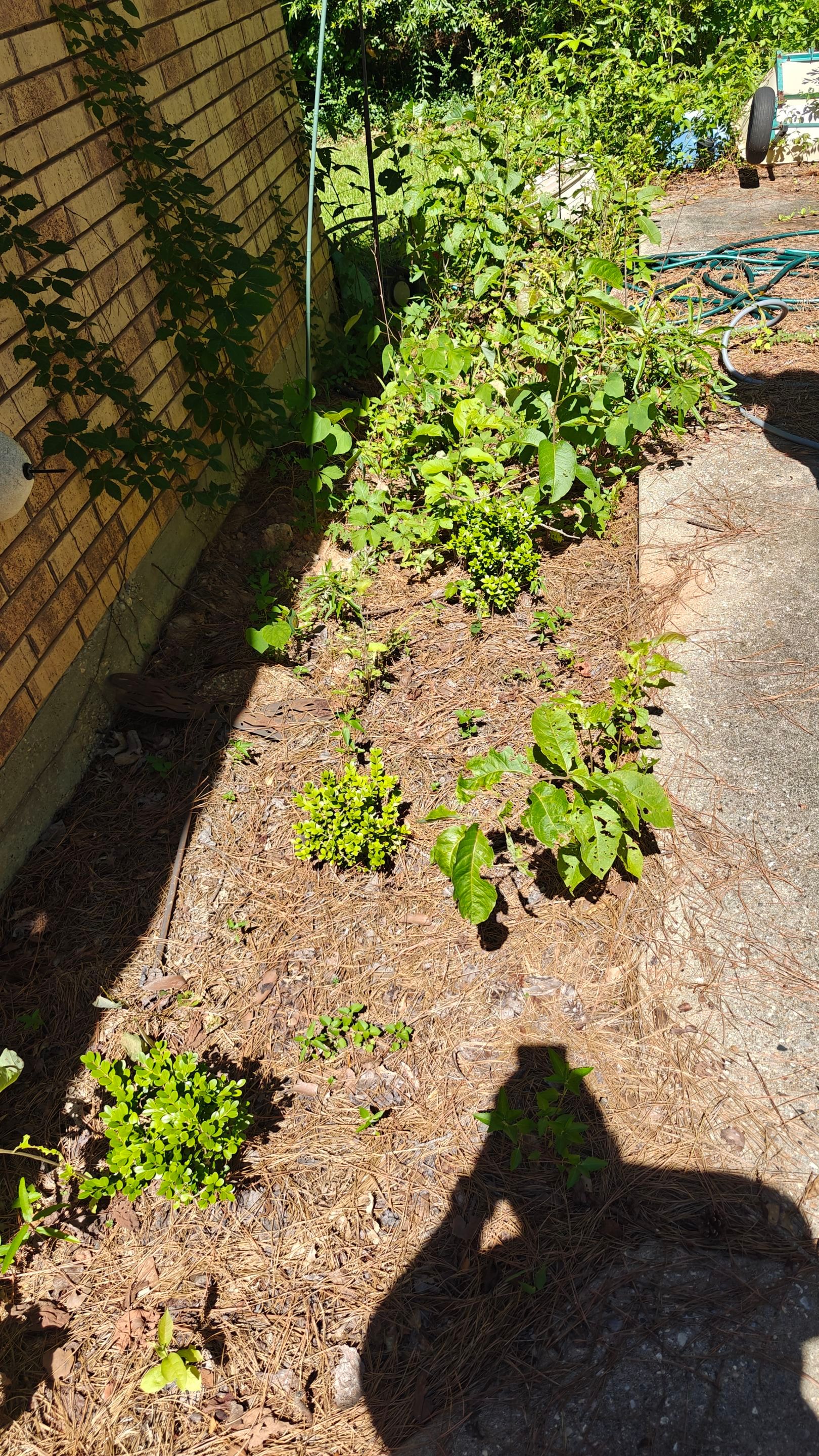 Bi Weekly Landscaping/ Weeding  by College Bros Outdoor services