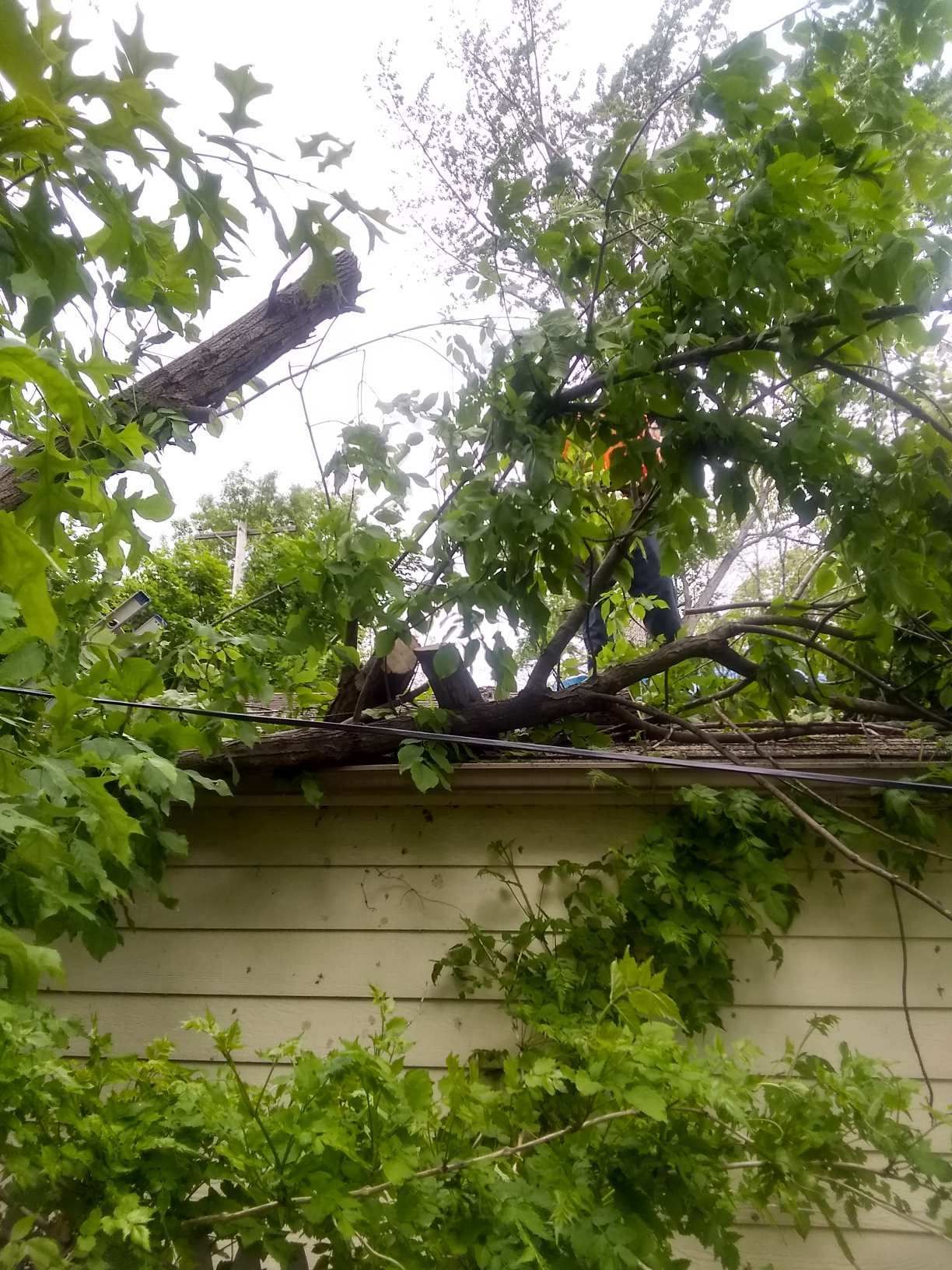 Tree Removal using Tree Removal by Mike Jones & Sons Tree Service LLC 