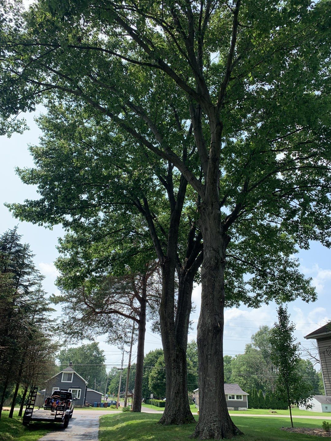 Tree Trimming & Tree Removal in Akron Ohio by Mike Jones & Sons Tree Service LLC 