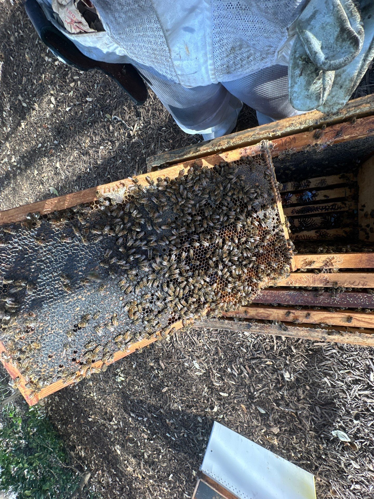 Urban Building Bees by Rockwall Honey Bee Company