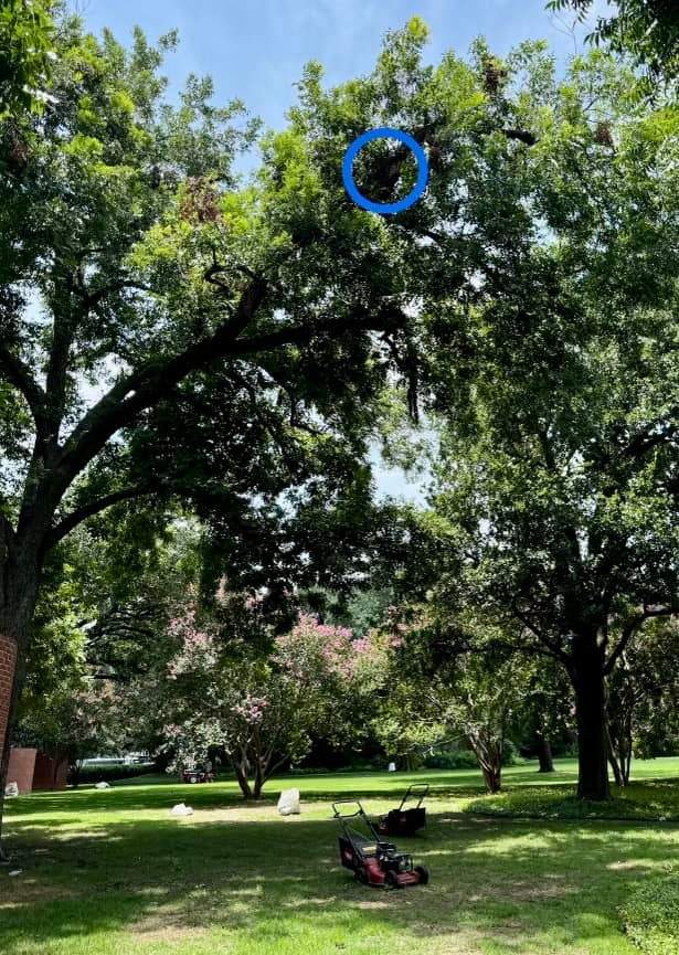 Bee Branch by Rockwall Honey Bee Company