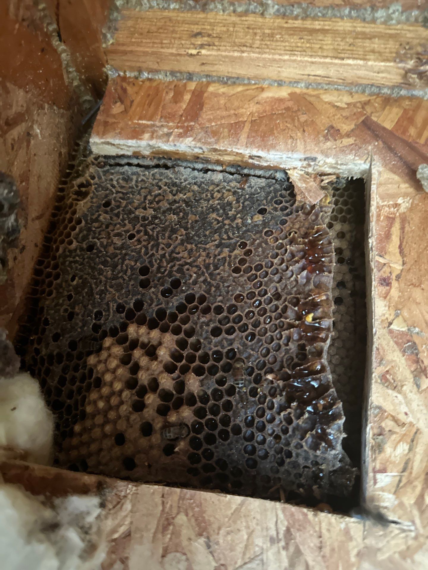 First Spring 2026 by Rockwall Honey Bee Company