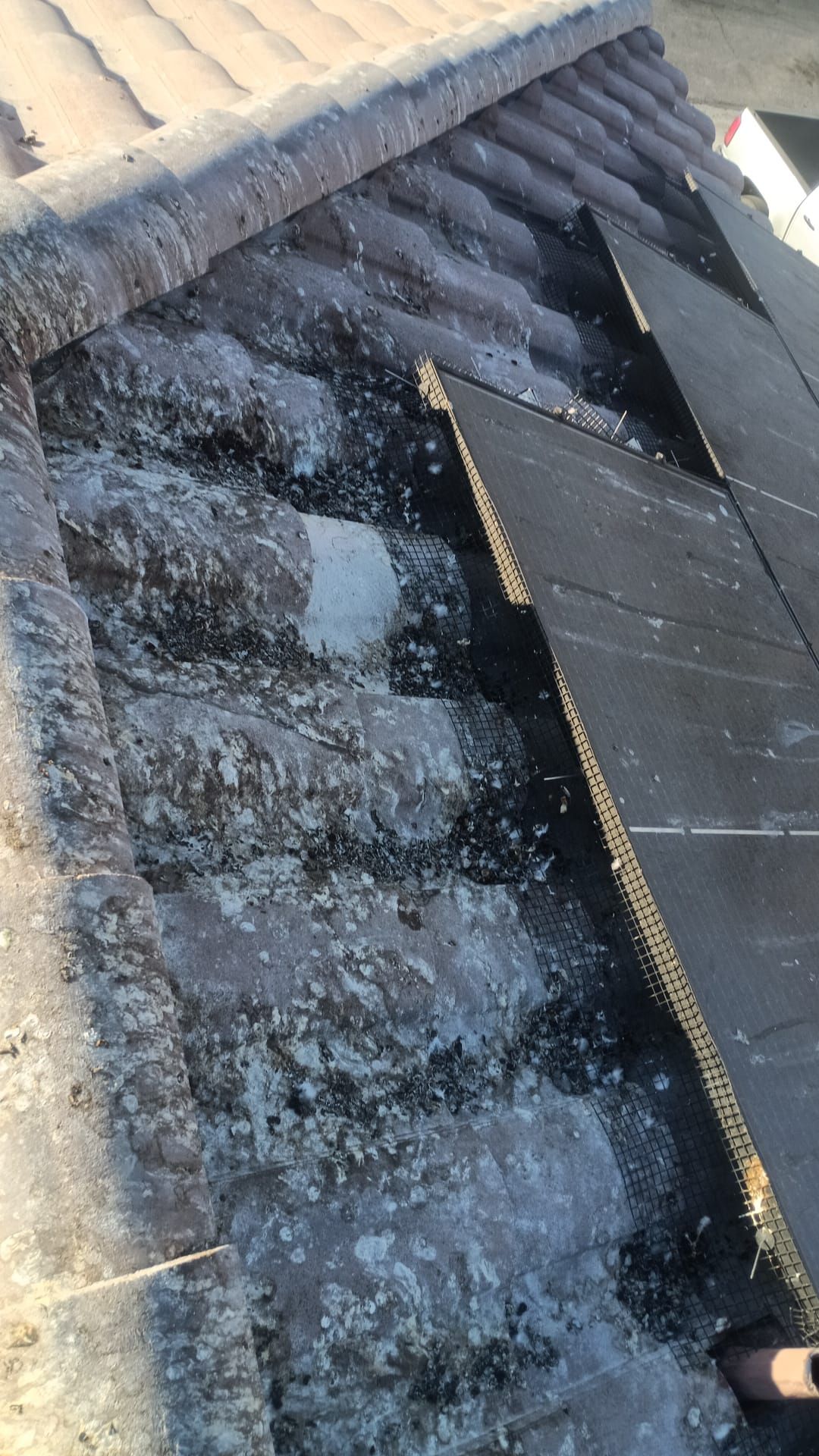 Excessive pigeon problem  by Solar Honest Cleaning 