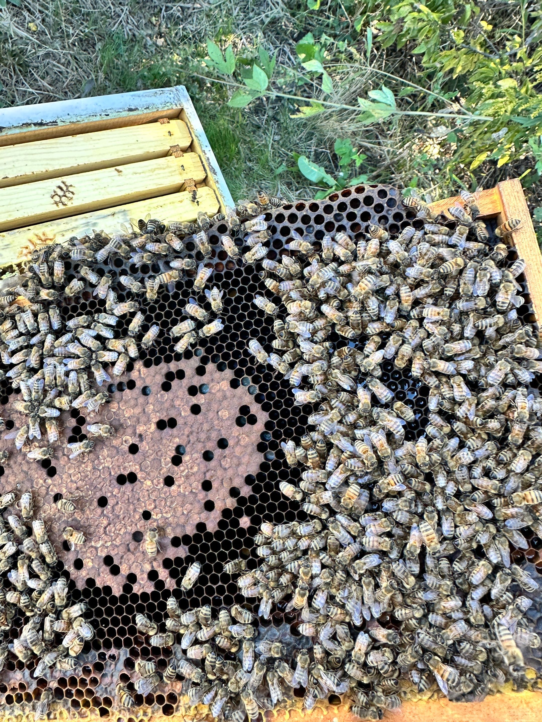 Honey-Maker Apiary in Greenville by Rockwall Honey Bee Company