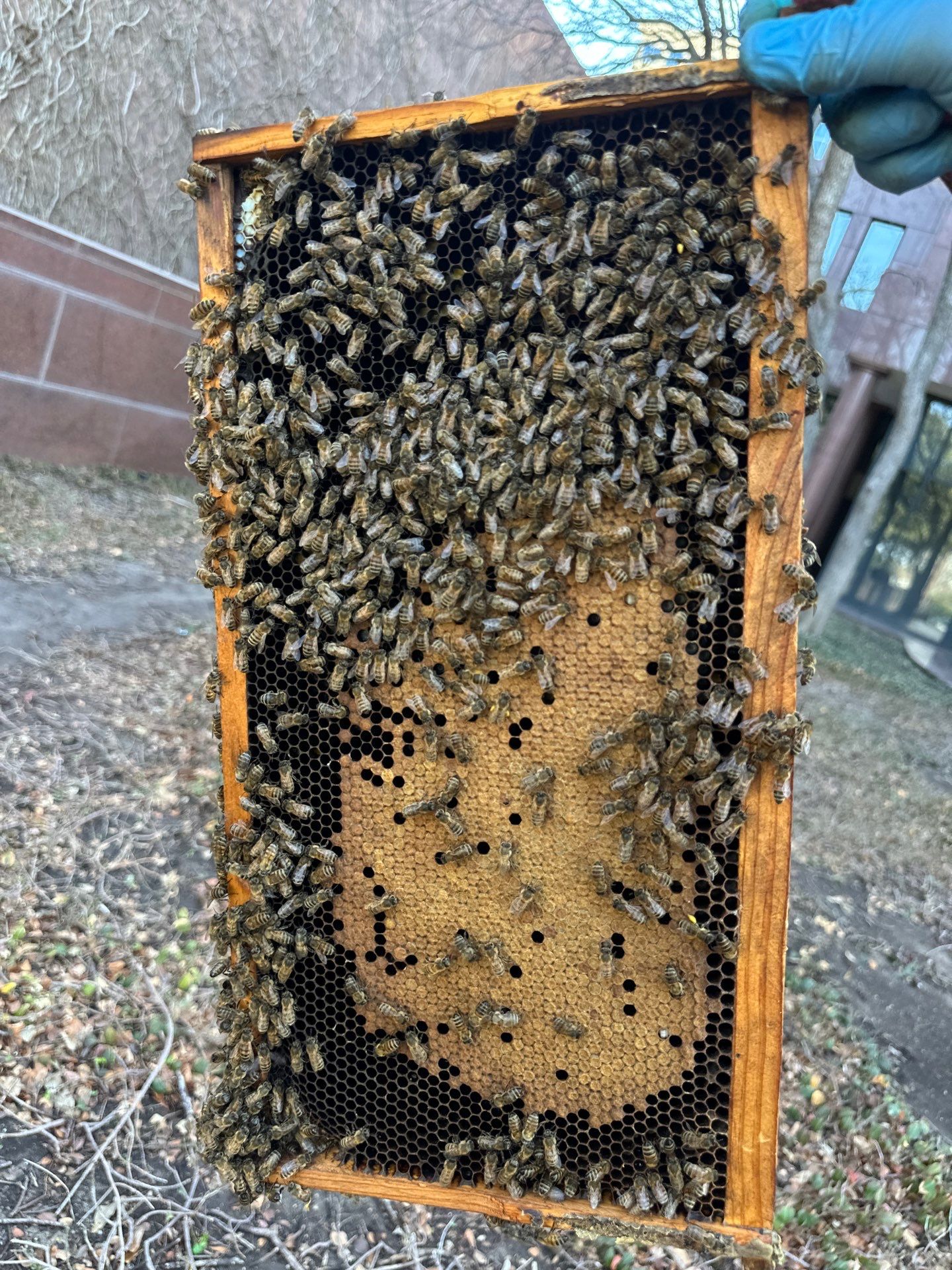 Urban Bees by the Tollway in North Dallas by Rockwall Honey Bee Company