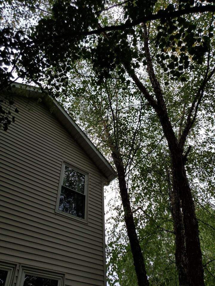 Tree Removal using Tree Removal by Mike Jones & Sons Tree Service LLC 