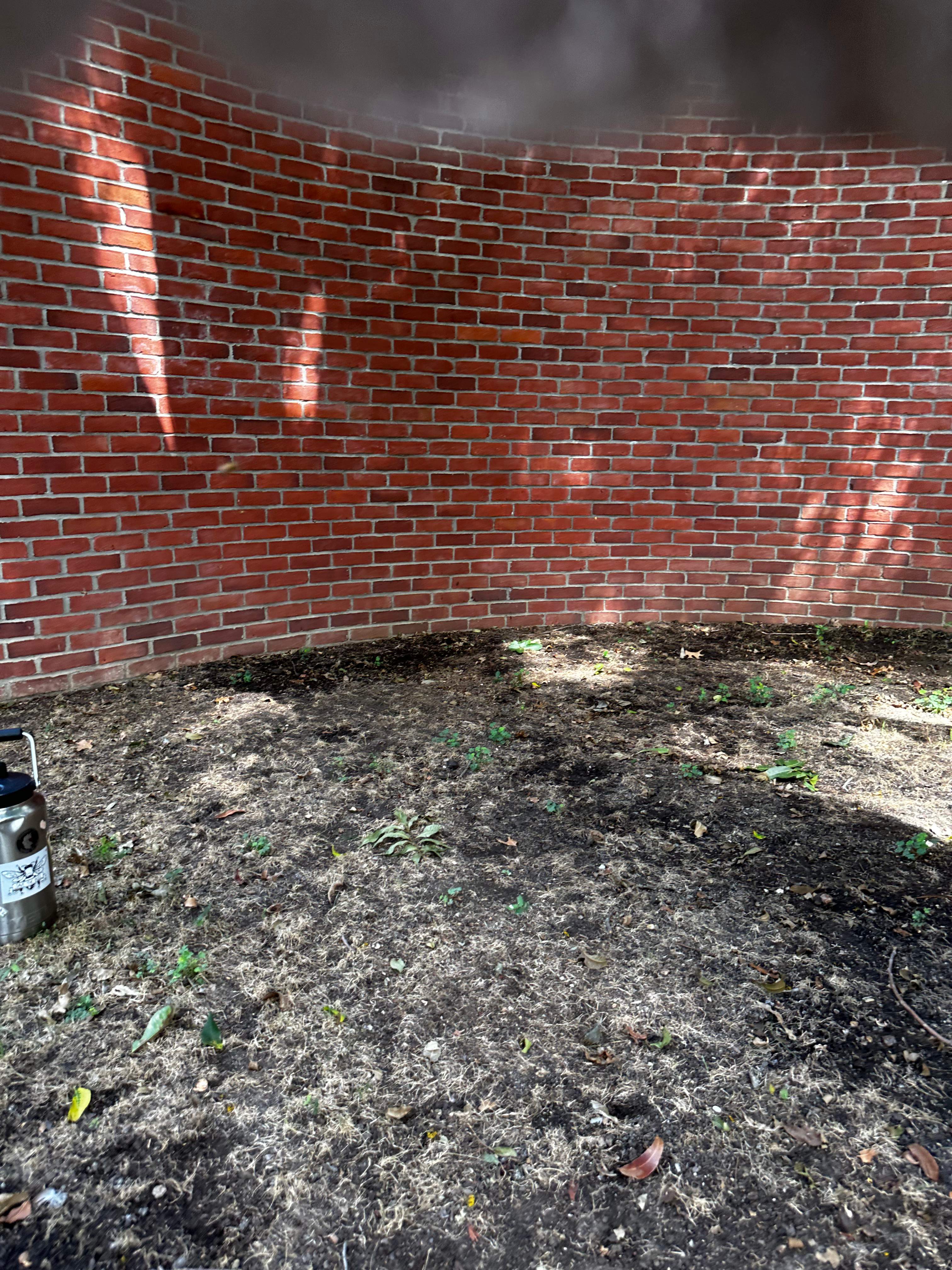 Open-Air Massive Colony by Rockwall Honey Bee Company