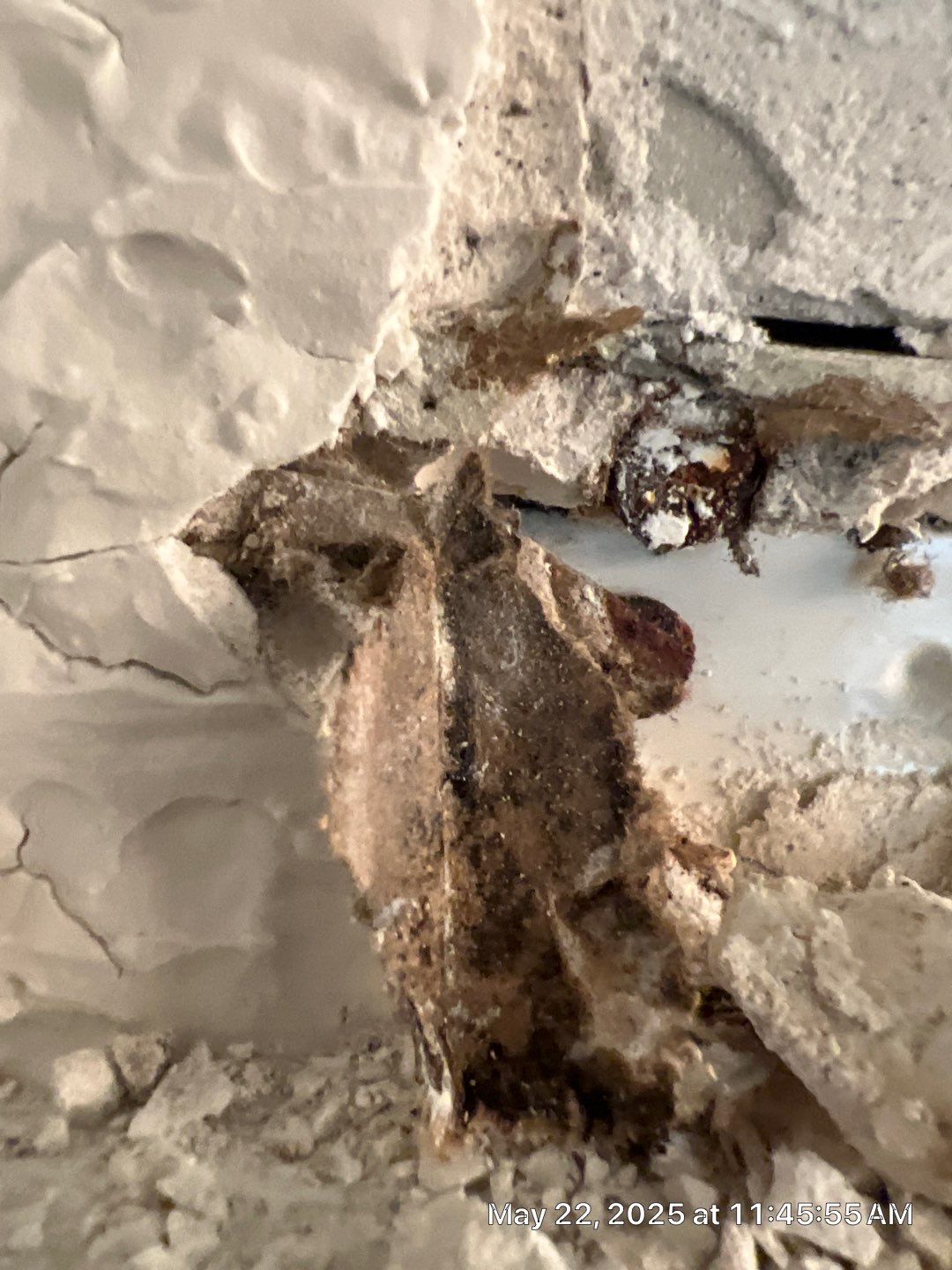Tampa Mold Removal by Ampm Restoration Services