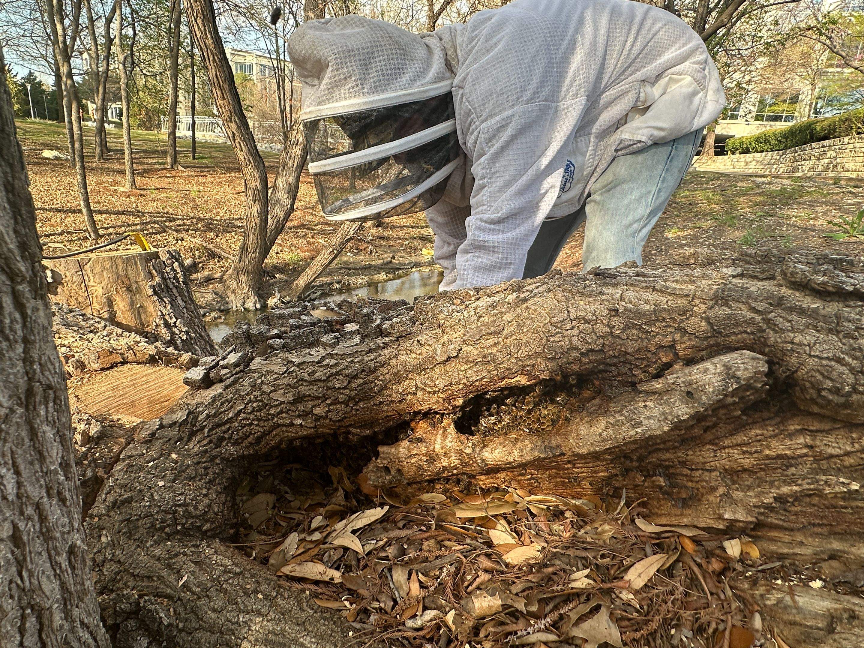 Fallen Tree by Rockwall Honey Bee Company