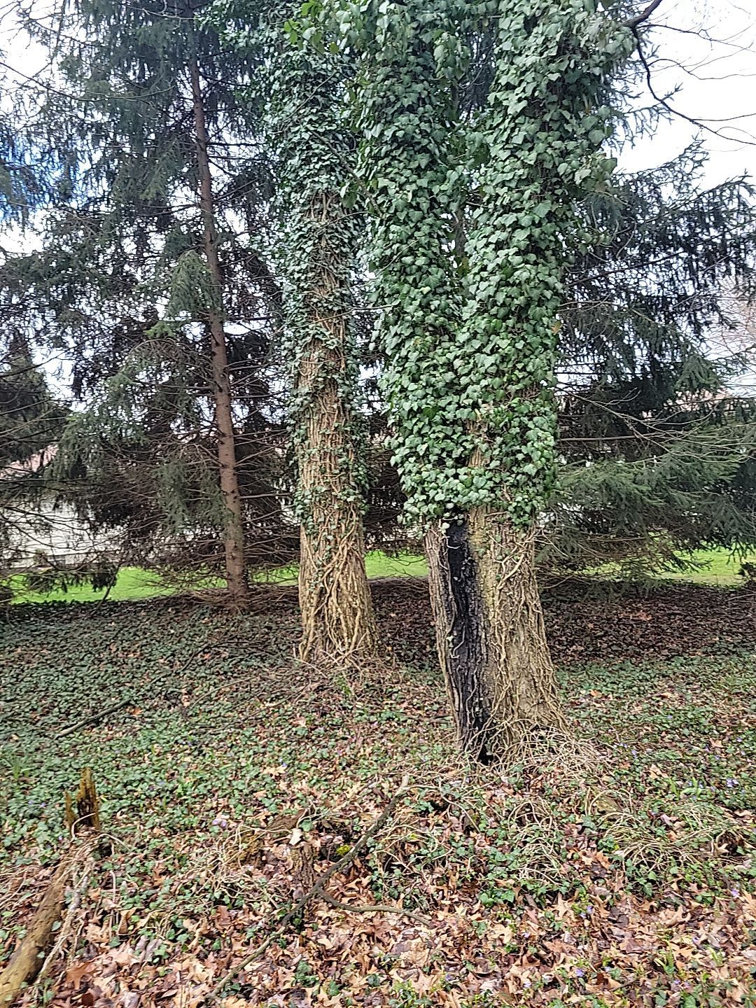 Tree Trimming using Tree Pruing by Mike Jones & Sons Tree Service LLC 