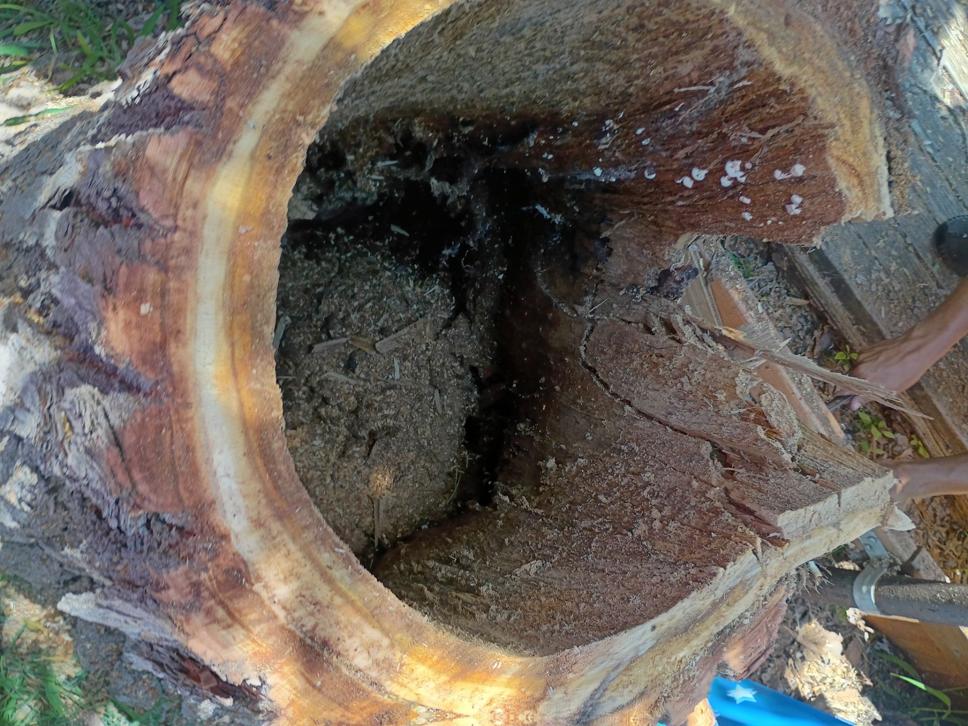 Dangerous Tree Tree Removal  by Clays Services Inc