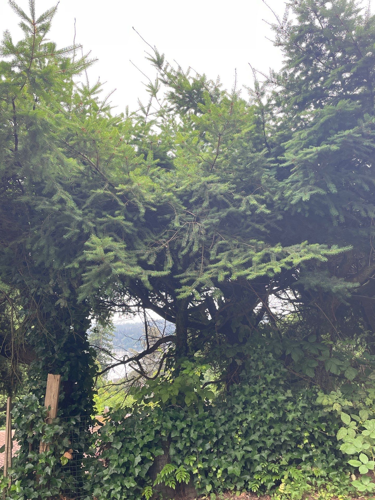 🌿Tree Inventory Showcase – Lake Forest Park, WA by Sound Tree Care LLC