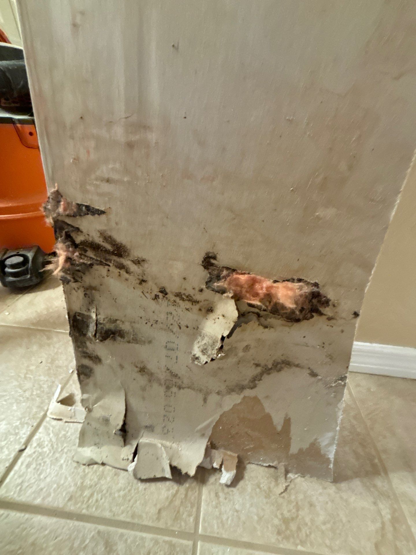 Mold Damage Removal by Ampm Restoration Services