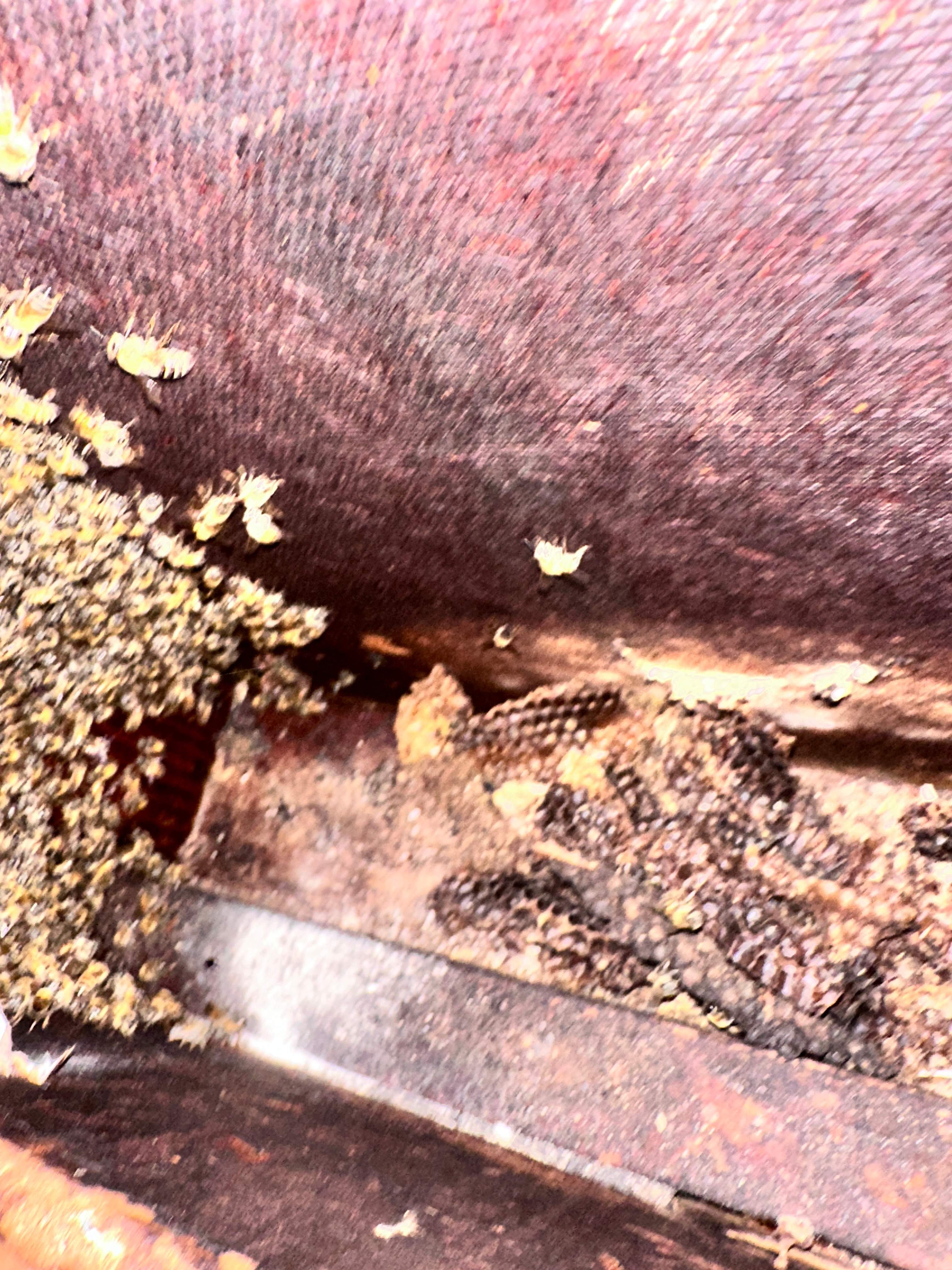 Hidden Garage by Rockwall Honey Bee Company