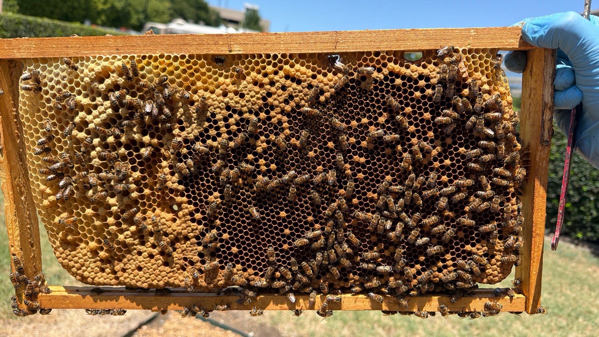 Project in Dallas, TX by Rockwall Honey Bee Company