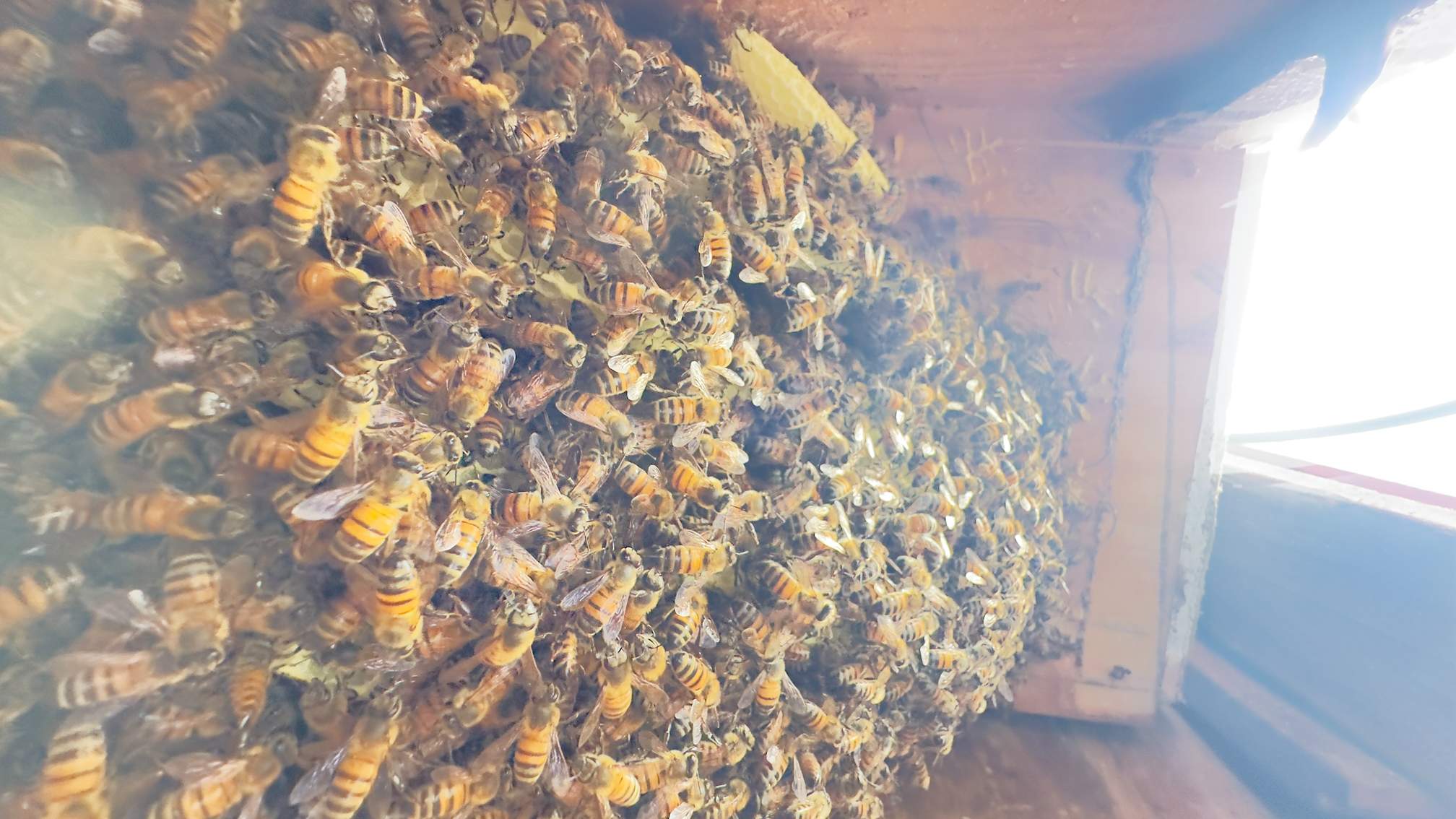 Apartment by Rockwall Honey Bee Company