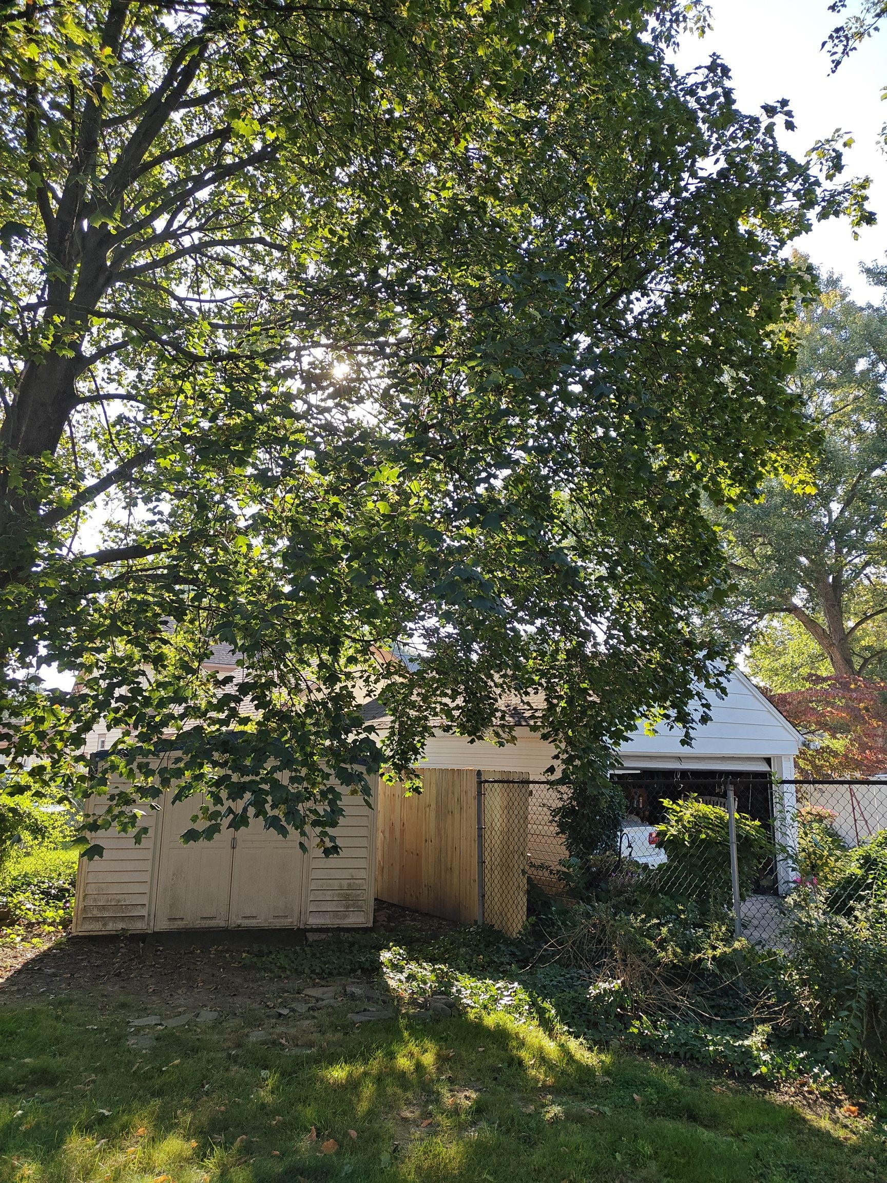 Tree Trimming using Tree Pruing by Mike Jones & Sons Tree Service LLC 